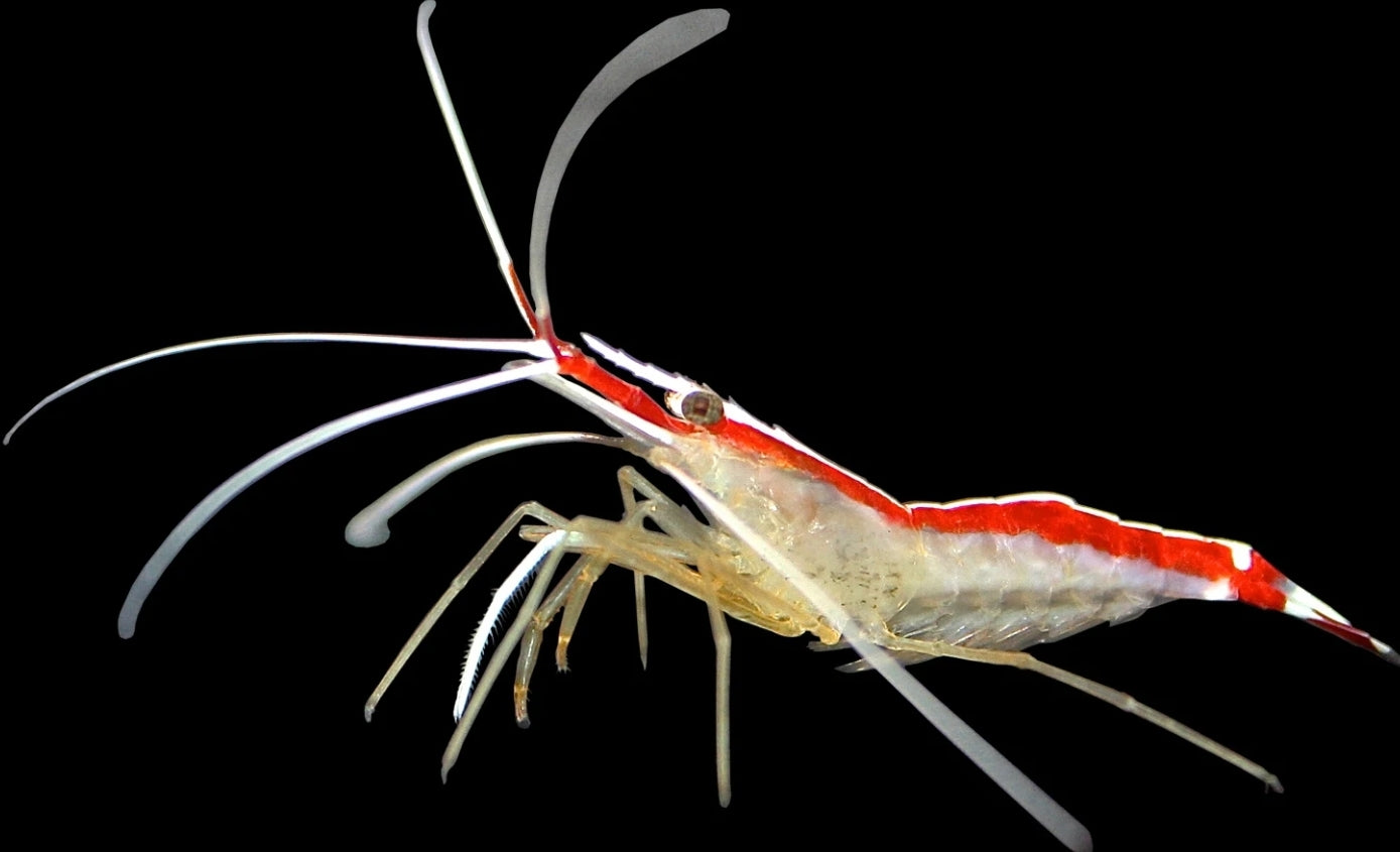 Skunk Cleaner Shrimp Blackfish Marine