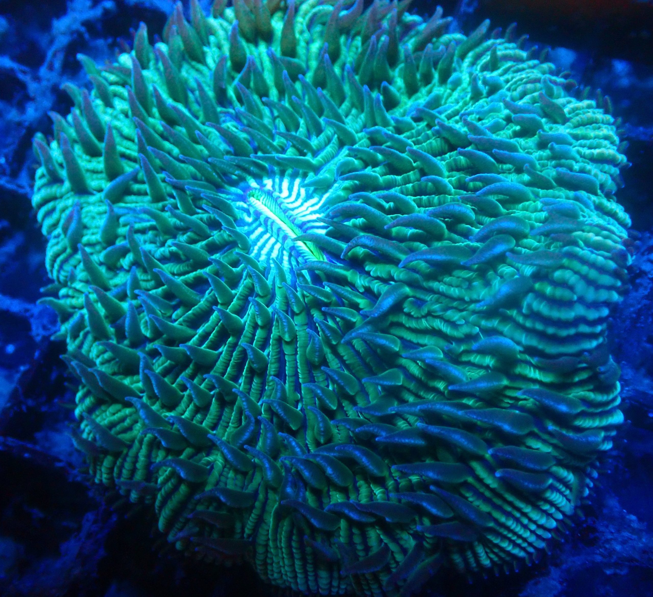 Blackfish Marine Aquarium Marine Livestock Online