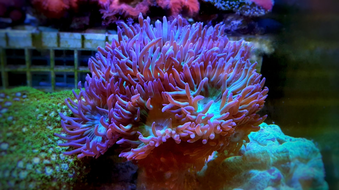5 examples of LPS corals