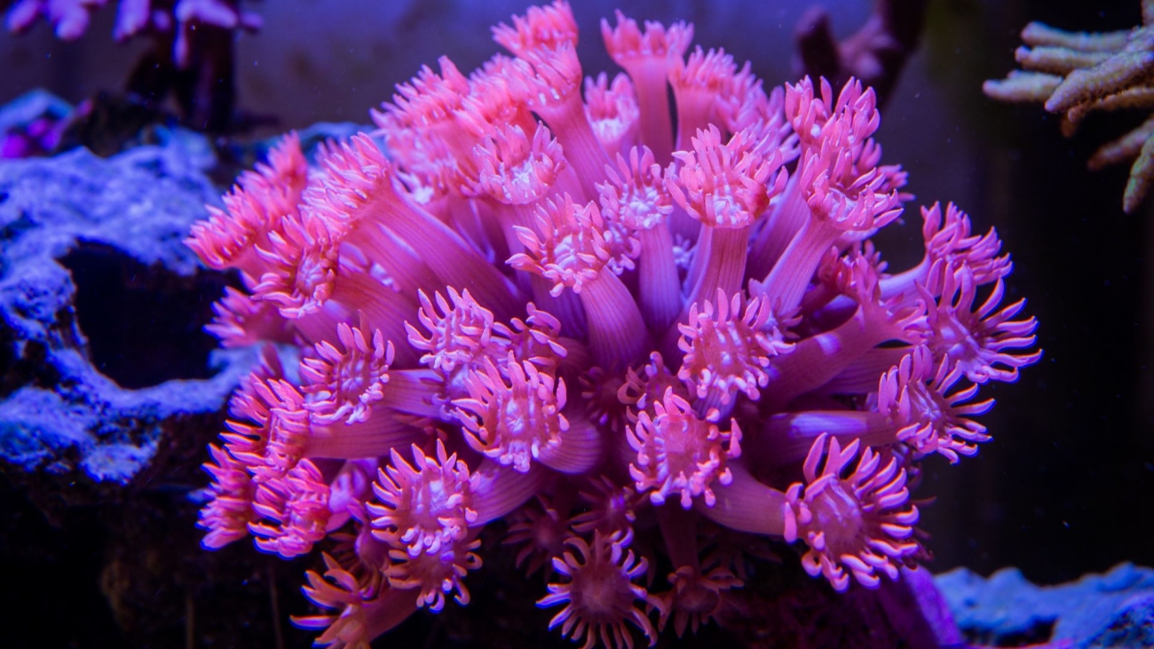 How to care for Goniopora Corals