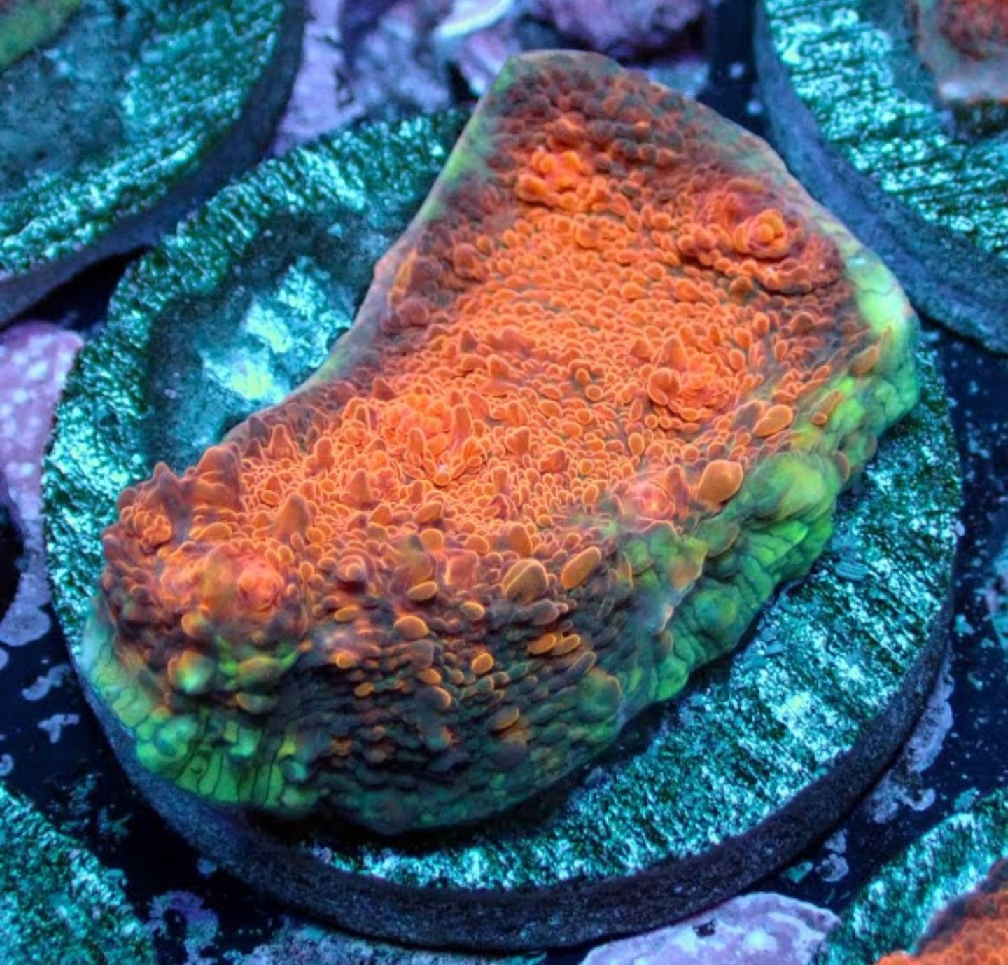 Cherry Gracia Chalice Frag Blackfish Marine