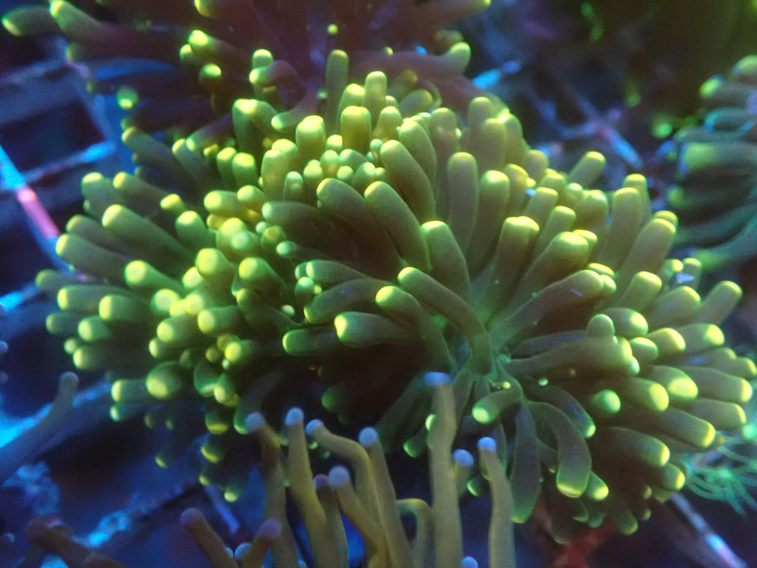 Yellow Tip Torch Blackfish Marine