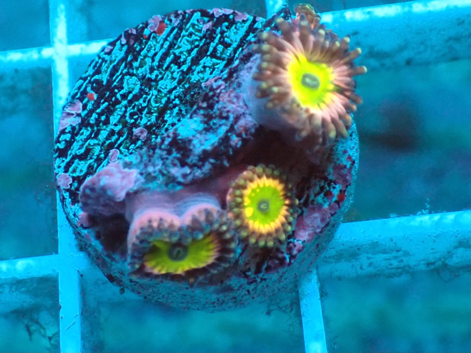 Zoas Blackfish Marine