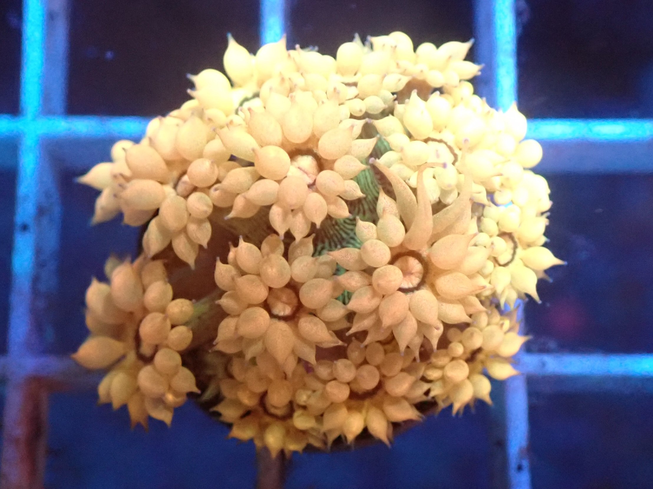 Goniopora Frag 2B - WYSIWYG main image 0