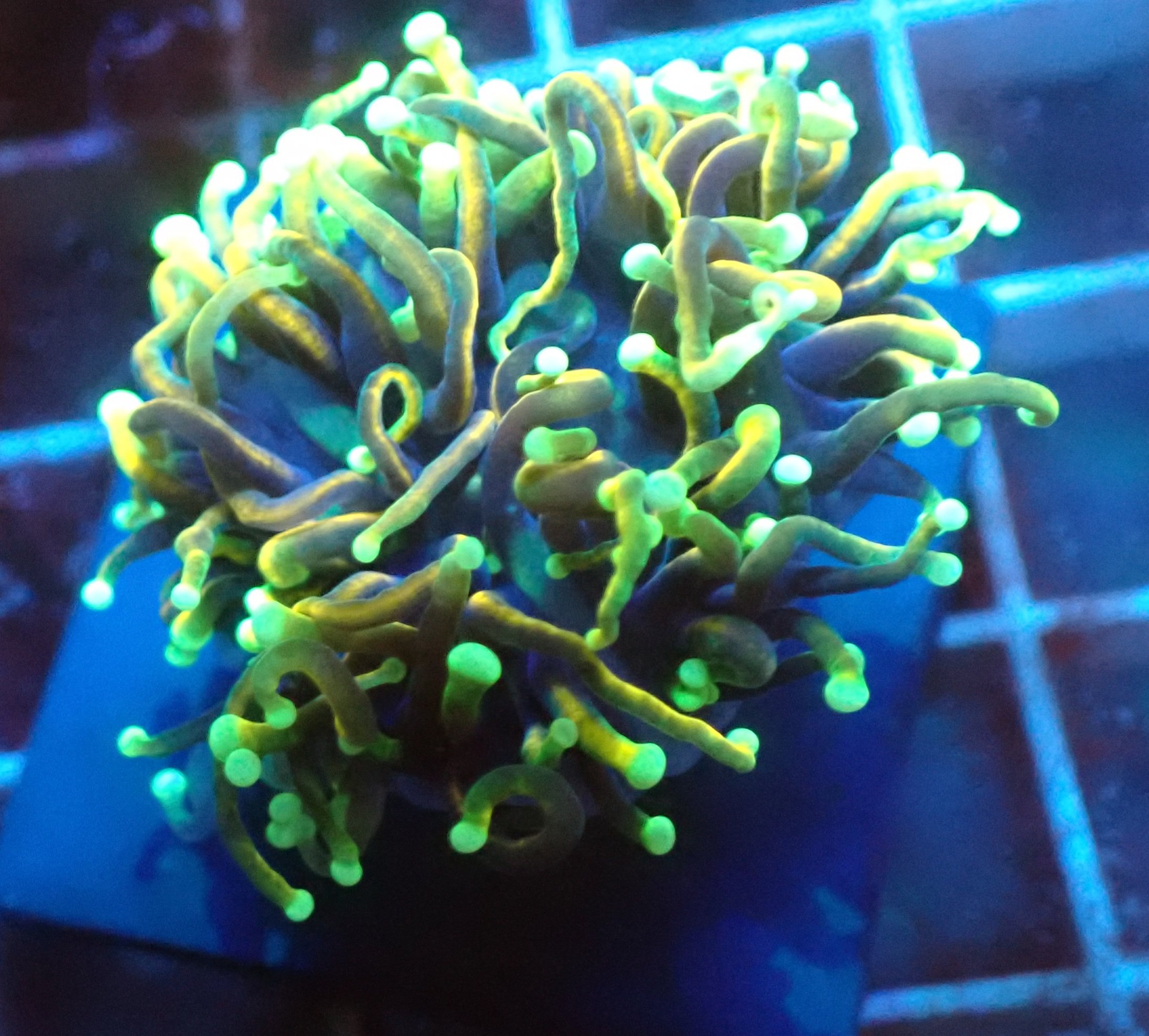 Hellfire Torch Coral Blackfish Marine