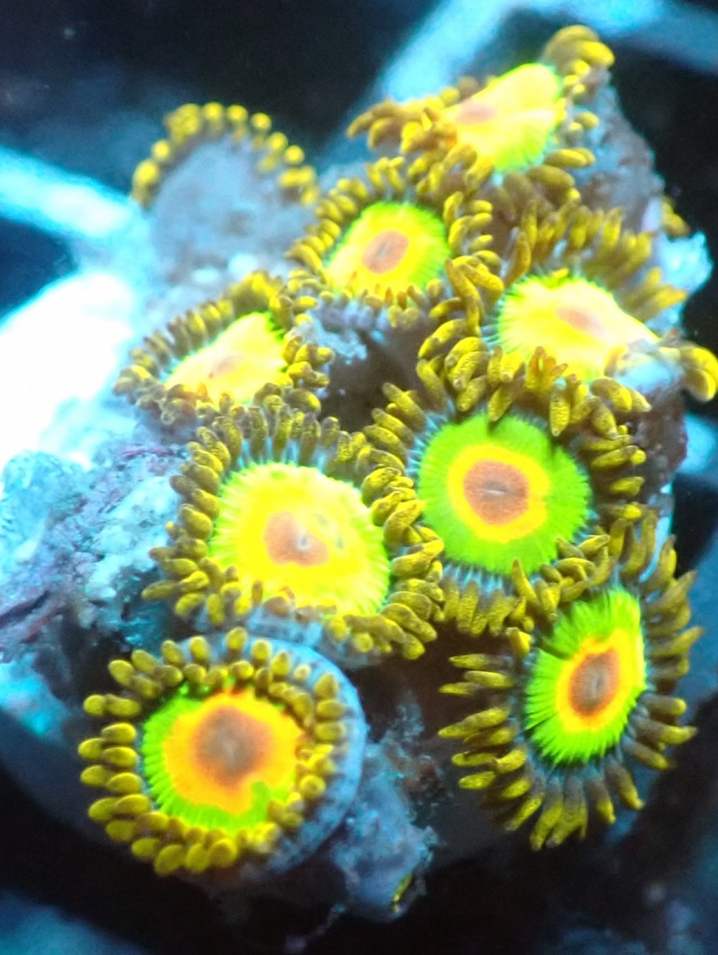 UK Mail Order Zoas Blackfish Marine