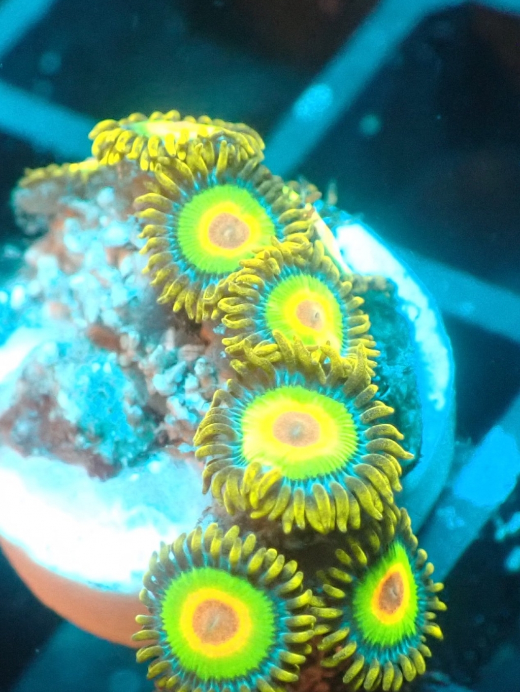 UK Mail Order Zoas Blackfish Marine