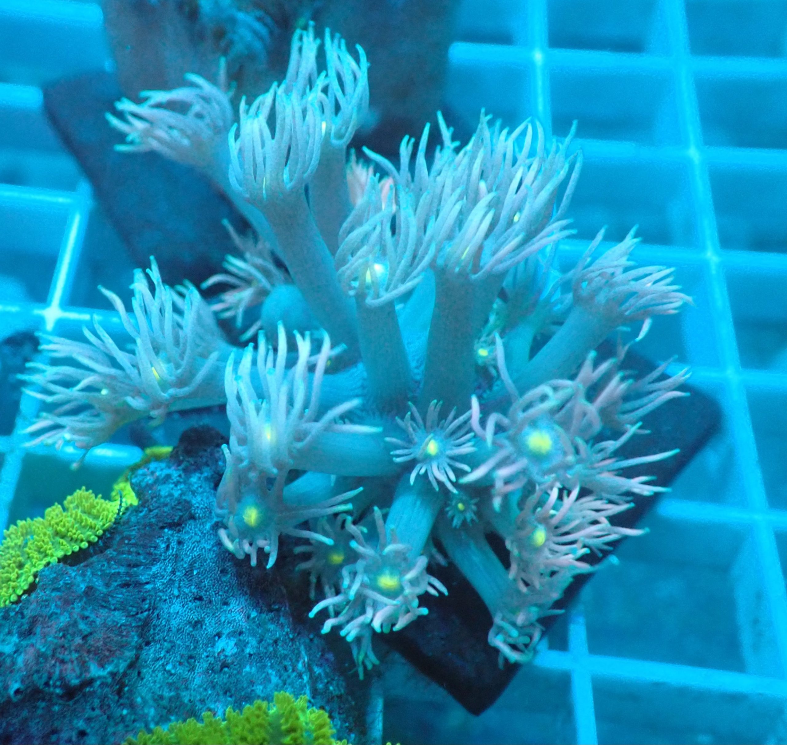 Goniopora Frag 6B - WYSIWYG main image 1