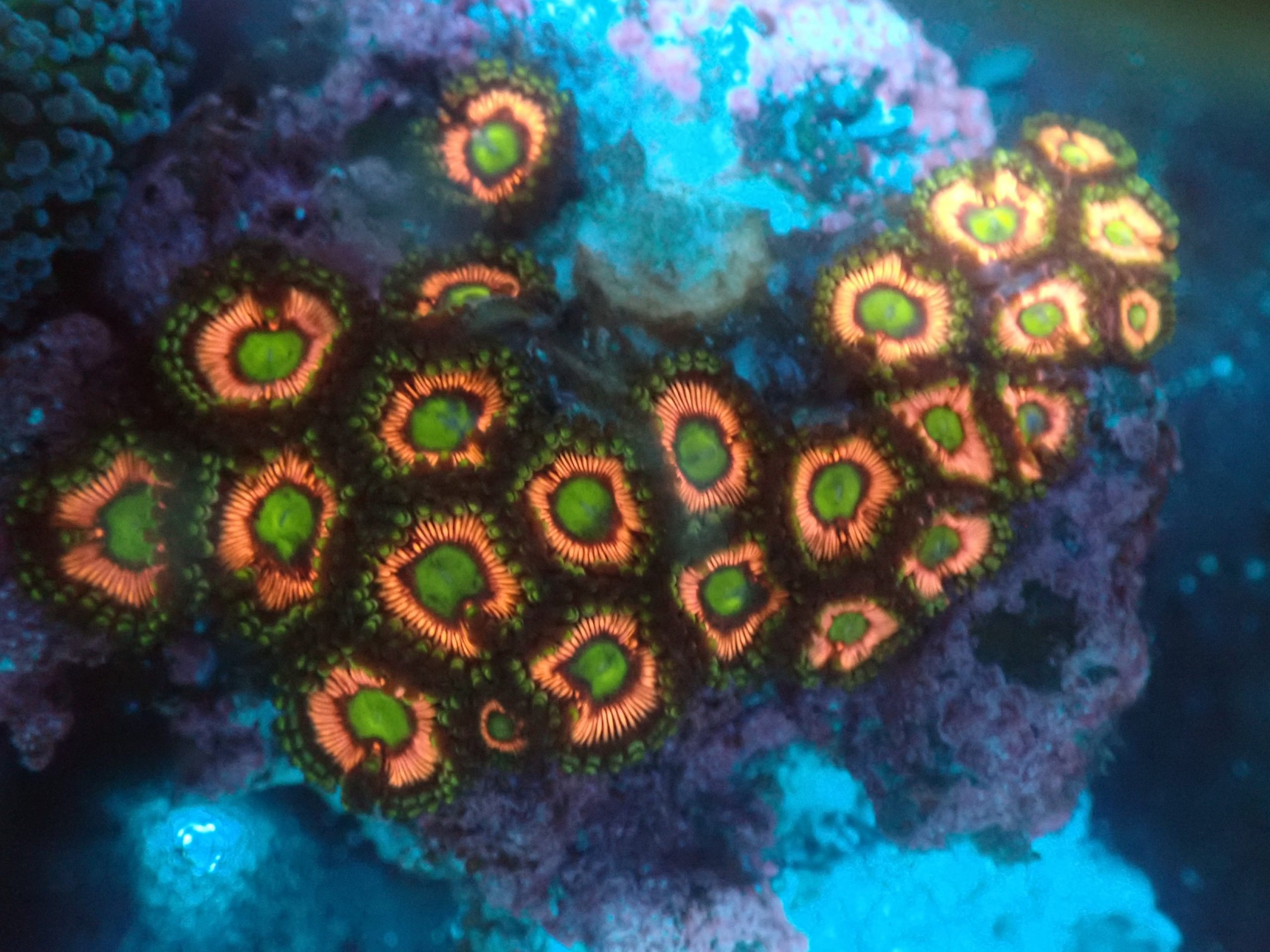 Zoas Blackfish Marine