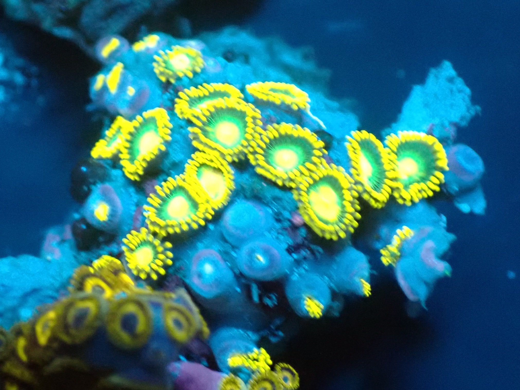 Zoas Blackfish Marine