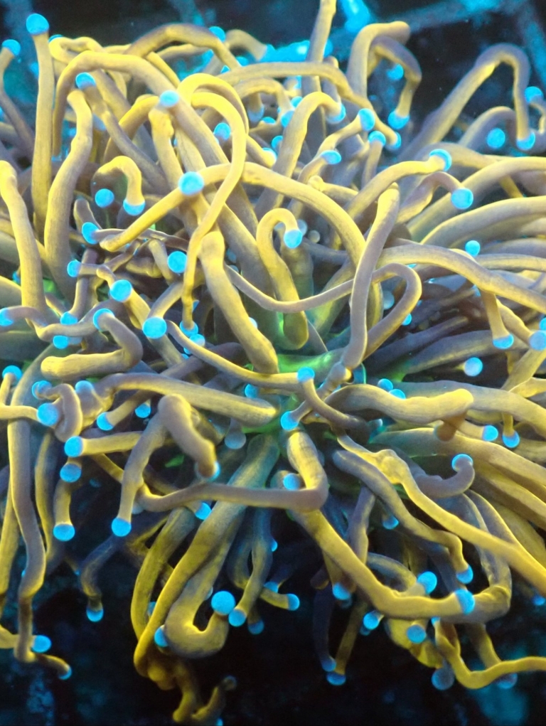 Torch Corals Blackfish Marine Great Value, High Quality Mail Order Corals