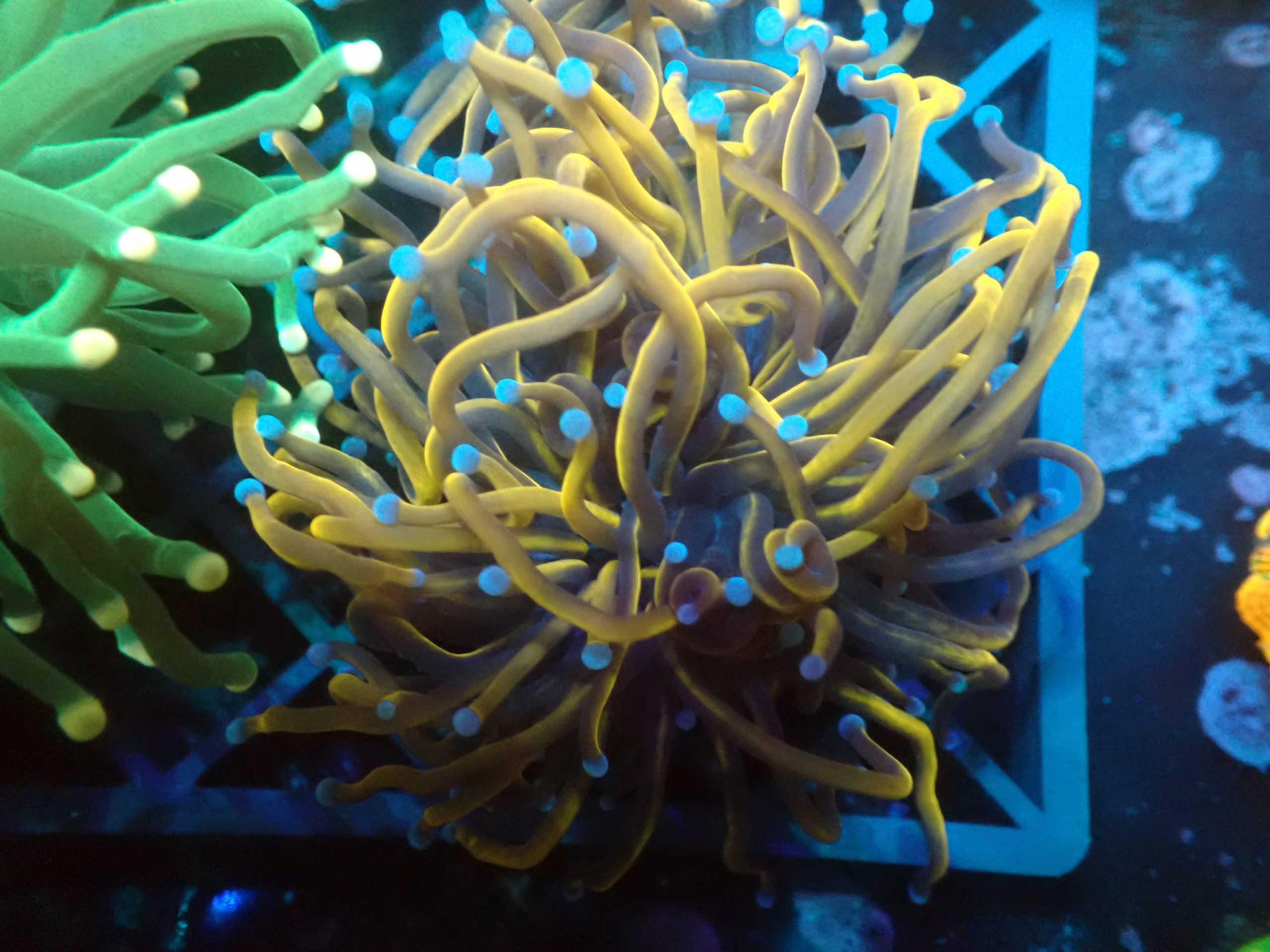 24K Torch Coral Blackfish Marine