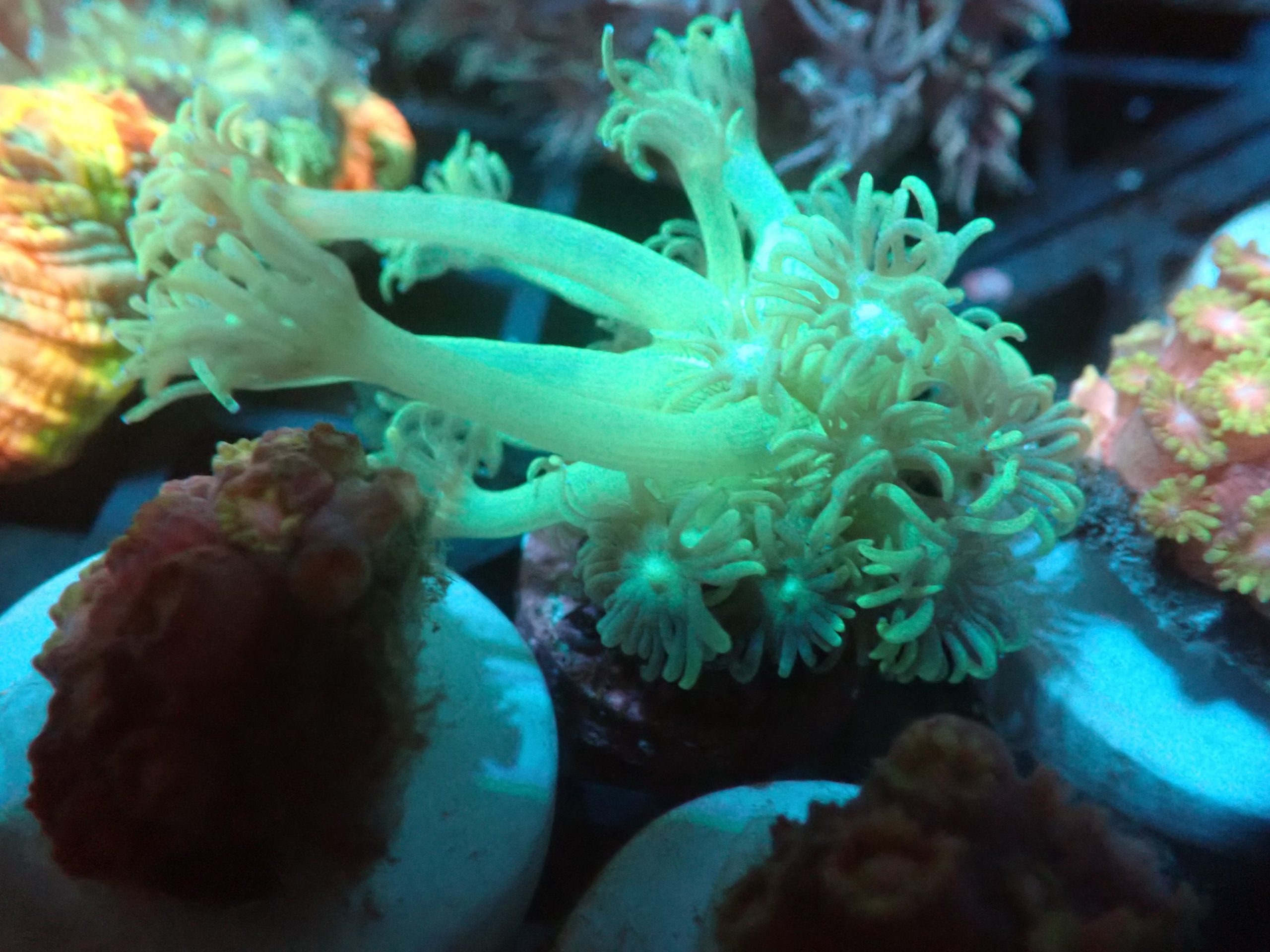 Goniopora Frag 8B - WYSIWYG