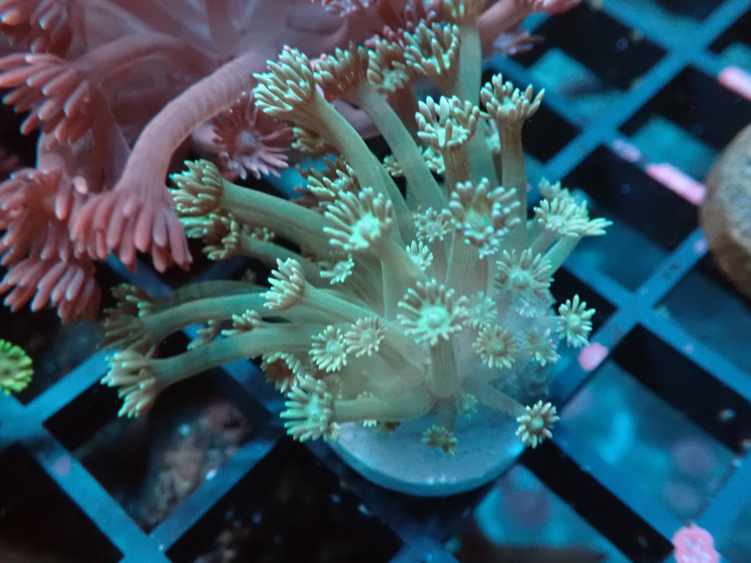 Goniopora Frag 12B - WYSIWYG main image 0