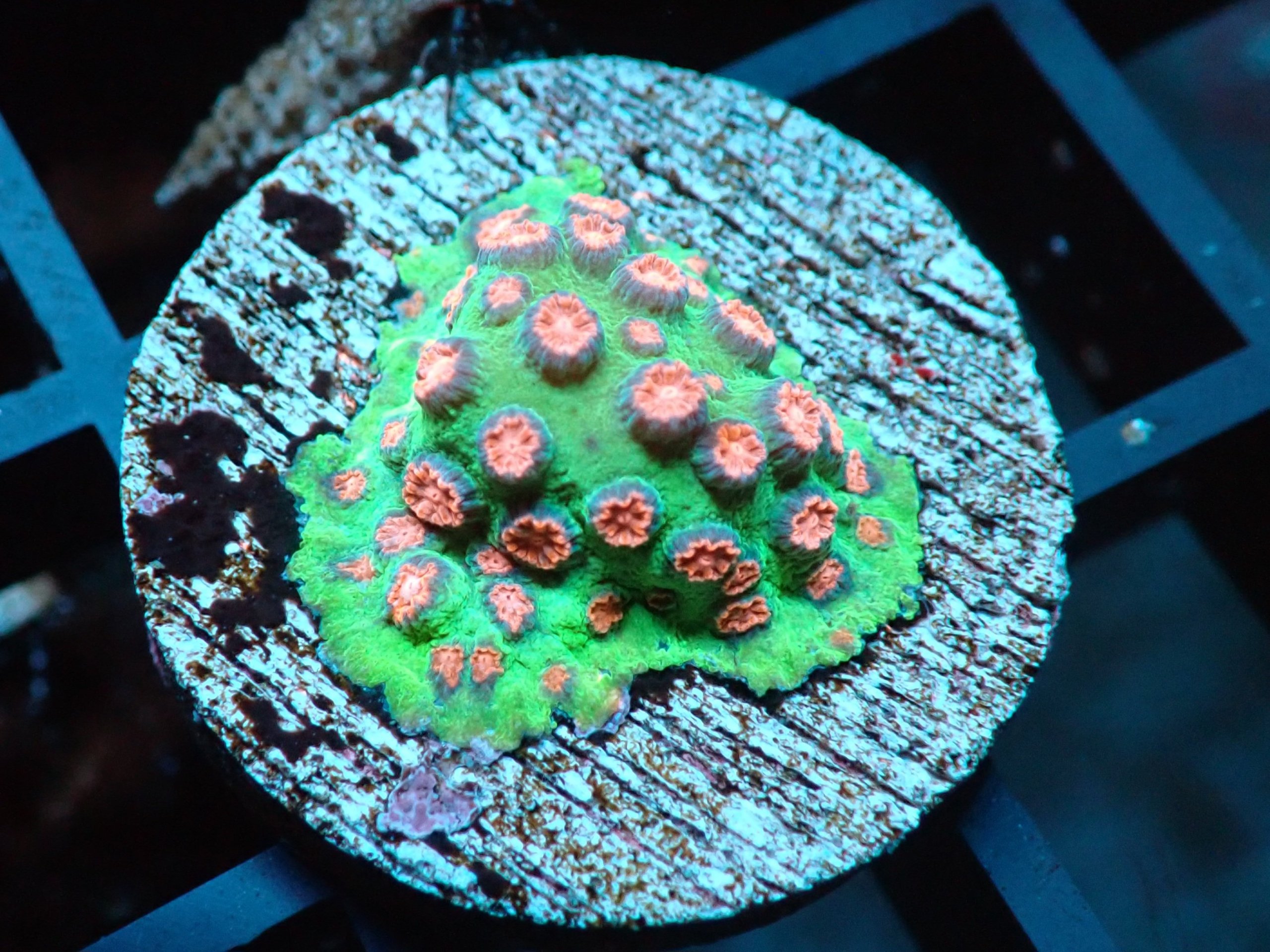 Cyphastrea Jingle Bells Coral Frag Blackfish Marine