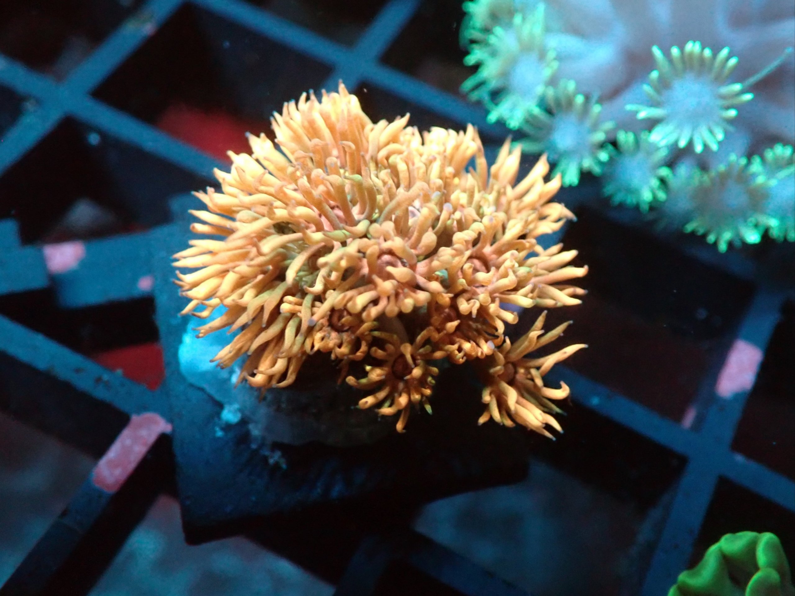 Goniopora Frag 2B - WYSIWYG main image 1