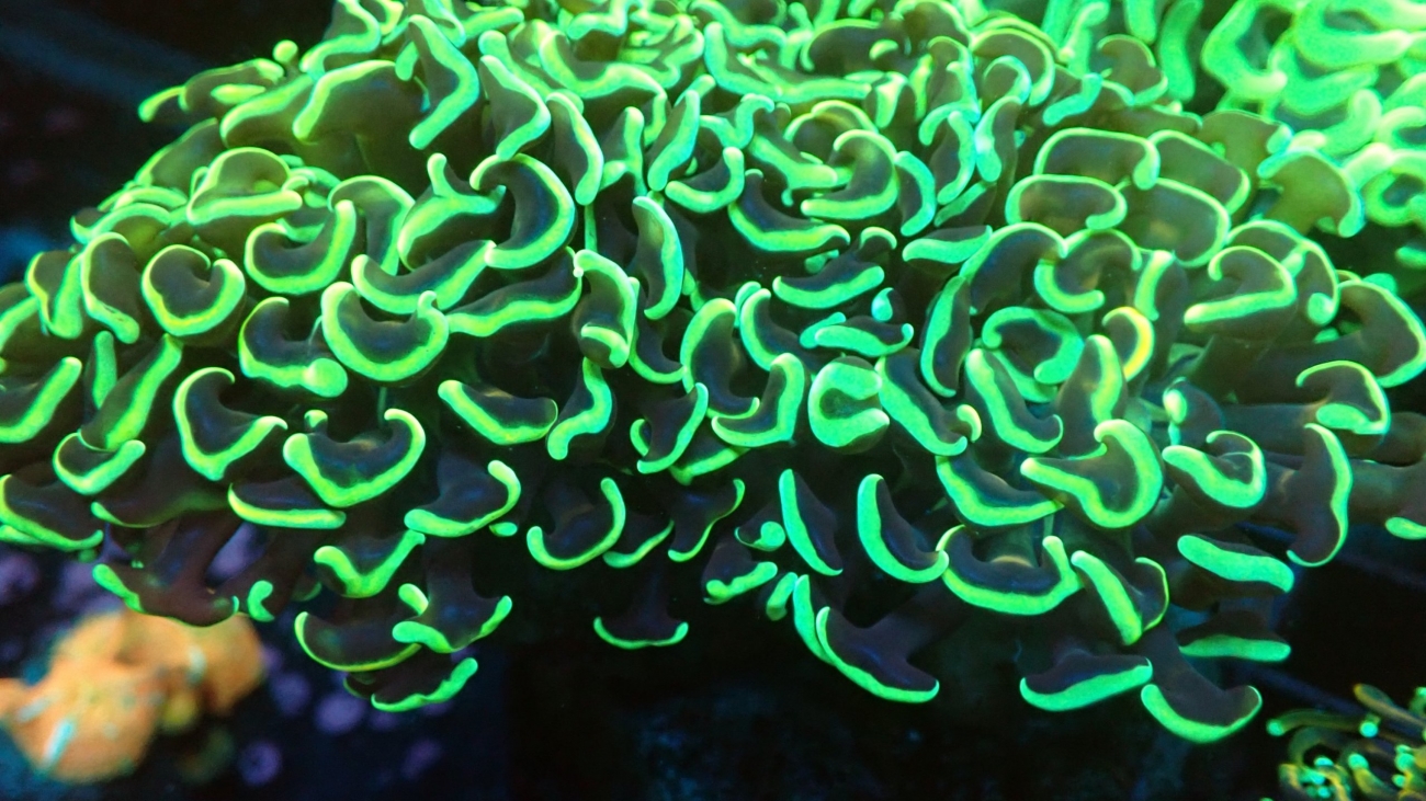 DIY Marine Aquarium Projects for Hobbyists