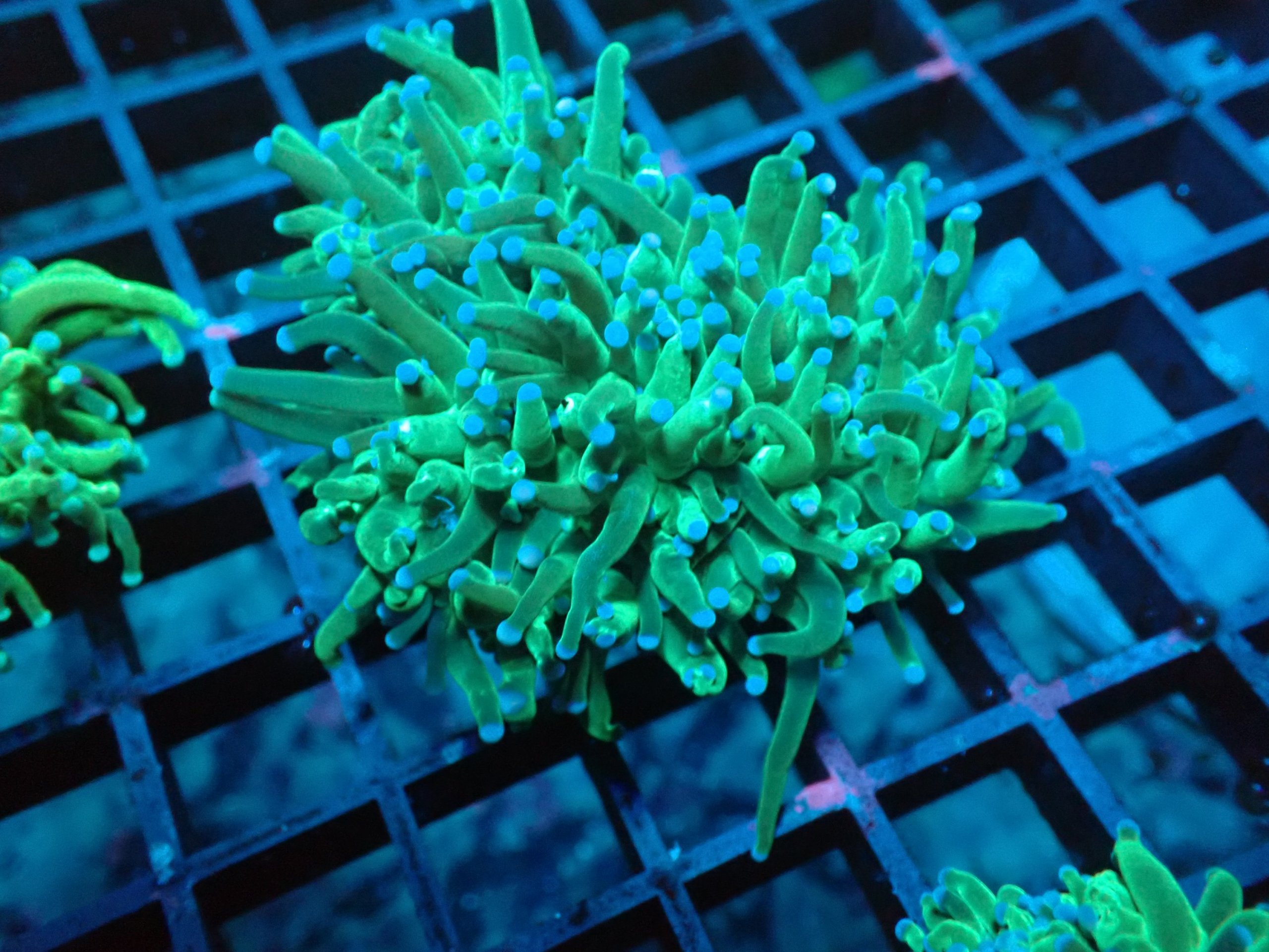 Large Blue Tip Torch Coral Blackfish Marine