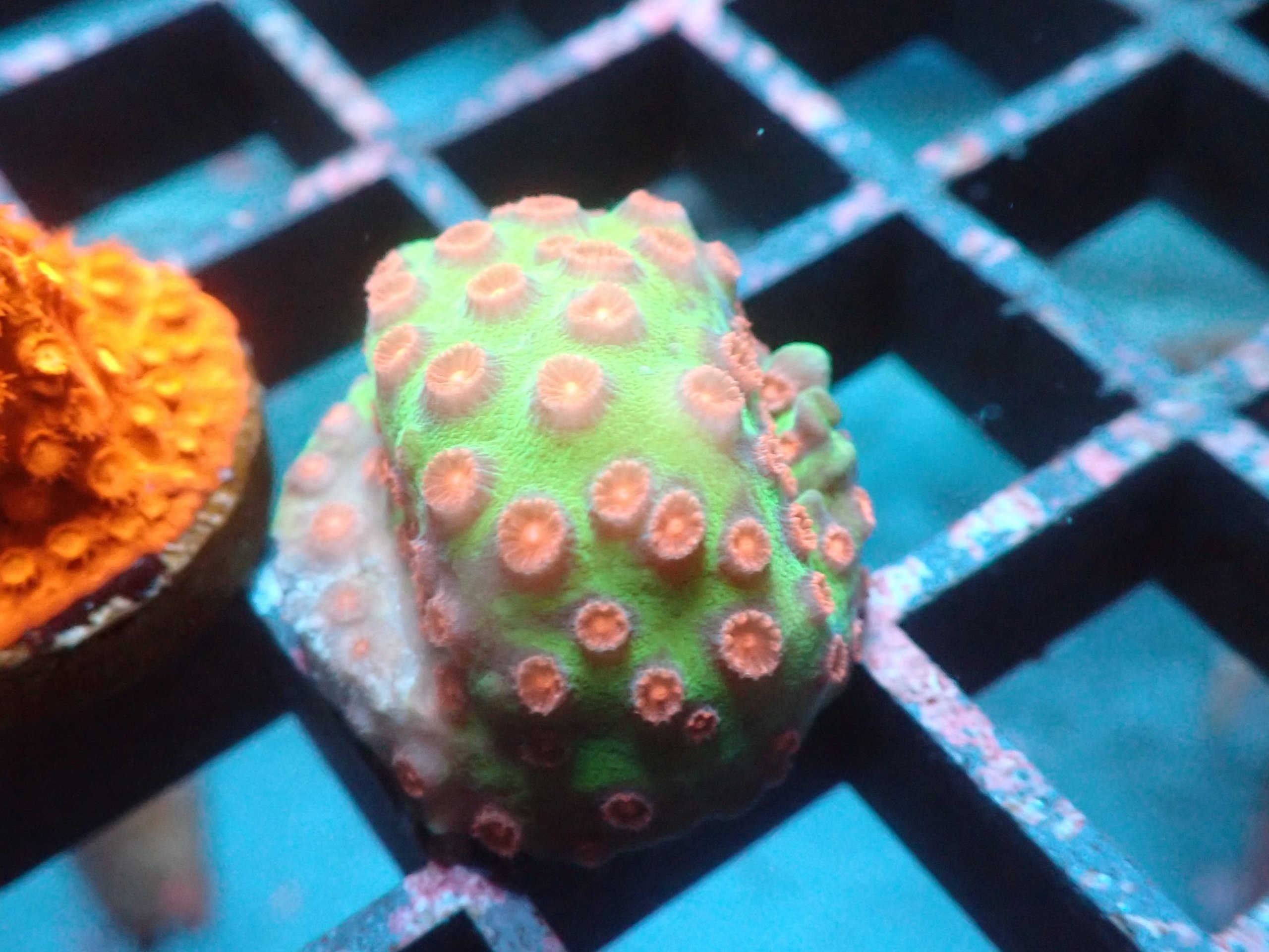 Jingle Bells Cyphastrea Coral Frag Blackfish Marine