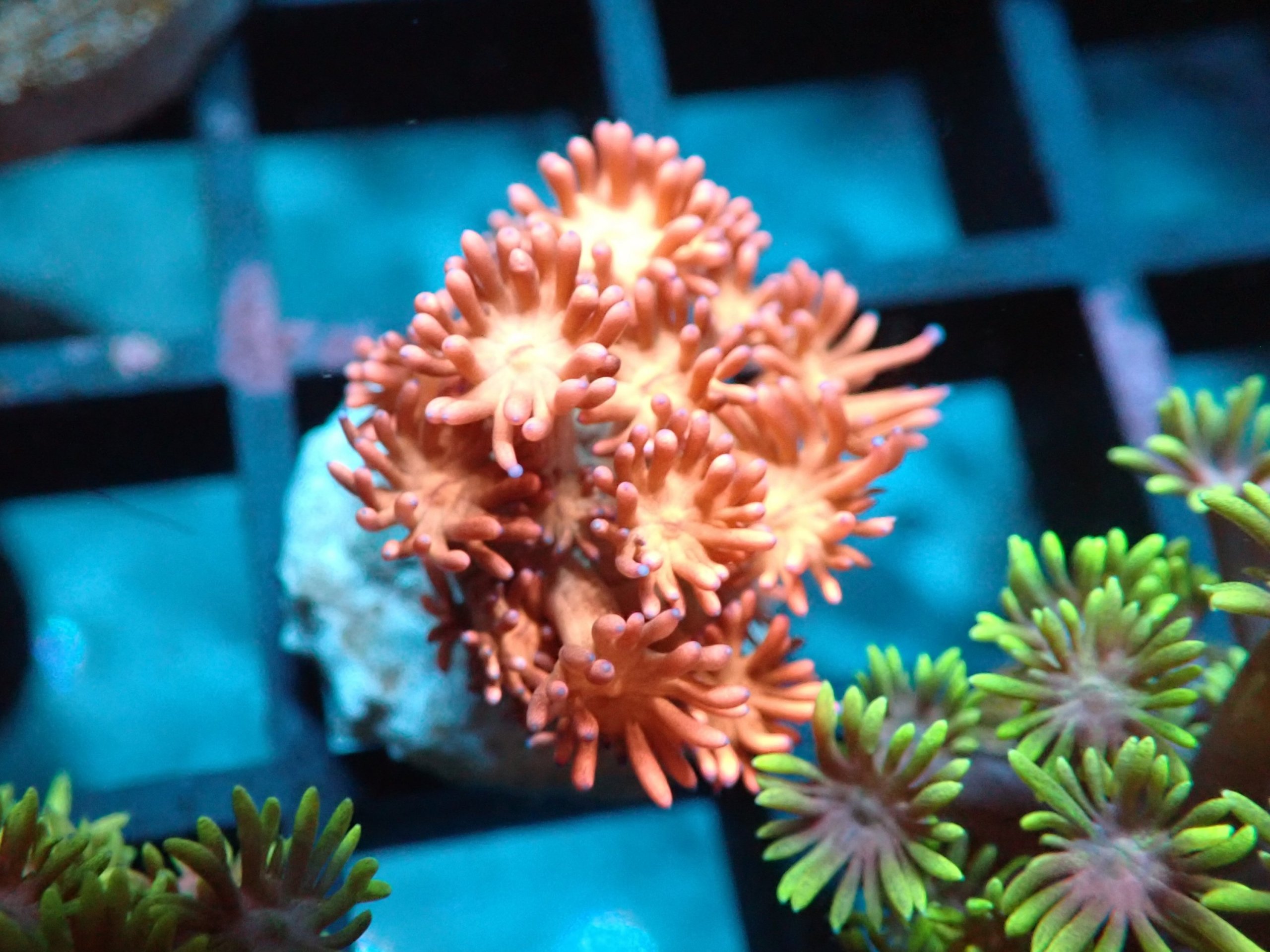 Goniopora Frag 8B - WYSIWYG main image 0