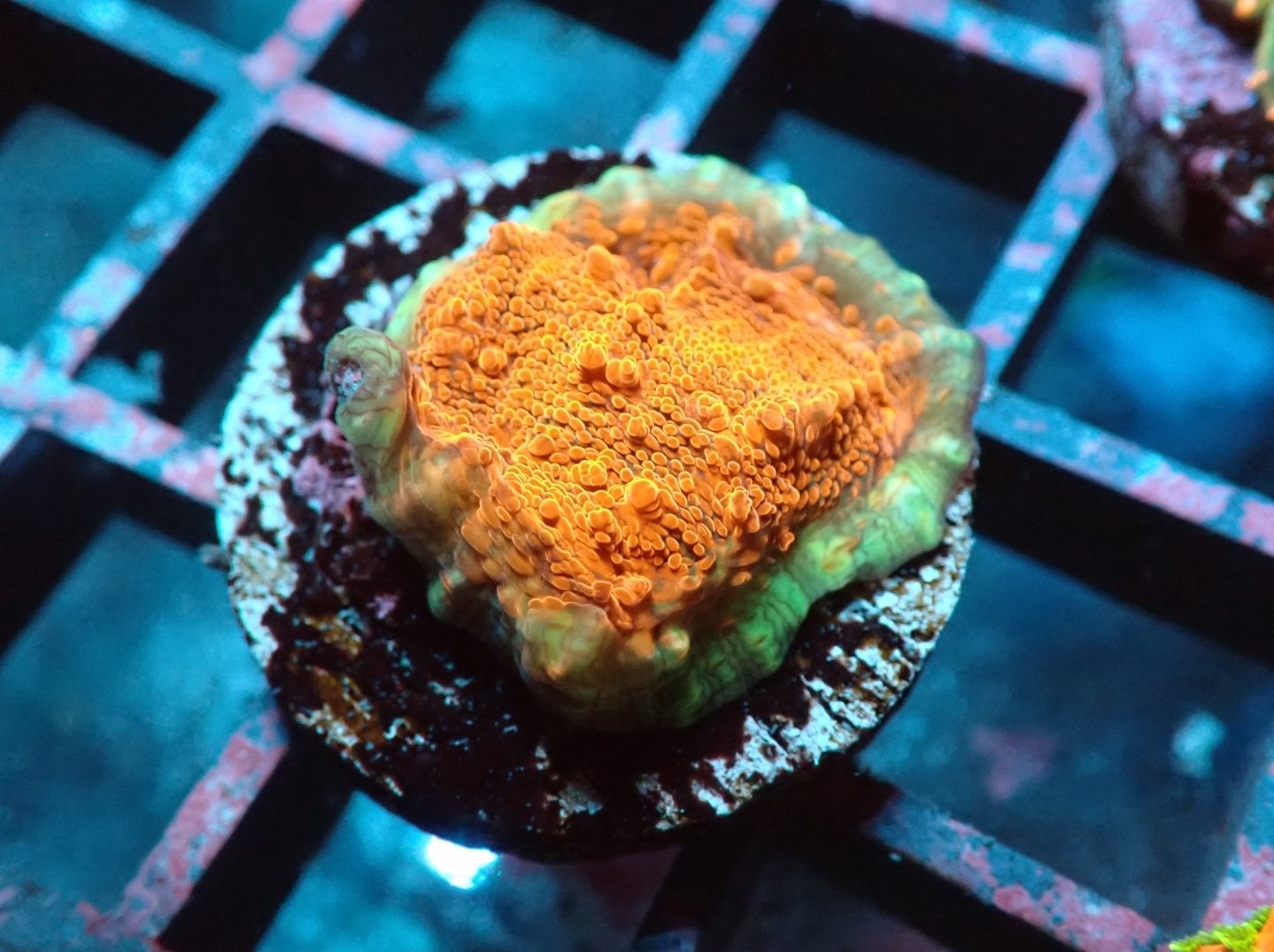 Cherry Gracia Chalice Frag Blackfish Marine