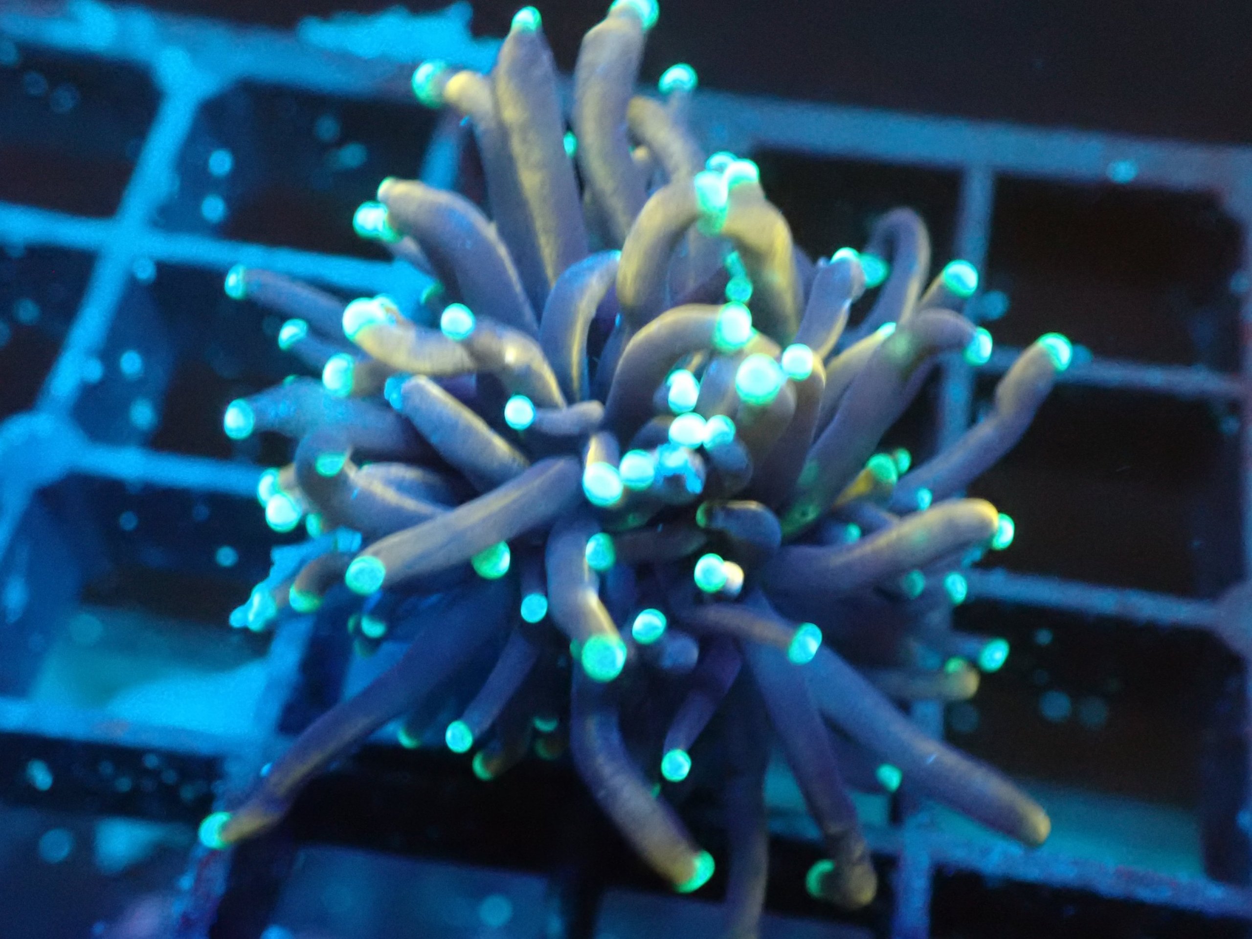 Small Hellfire Torch Coral Blackfish Marine