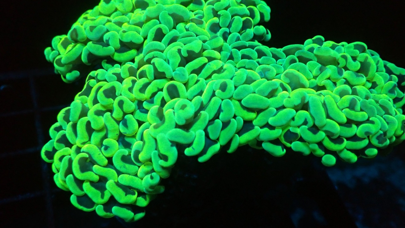 Advanced Coral Care: Techniques for Keeping LPS and SPS Corals