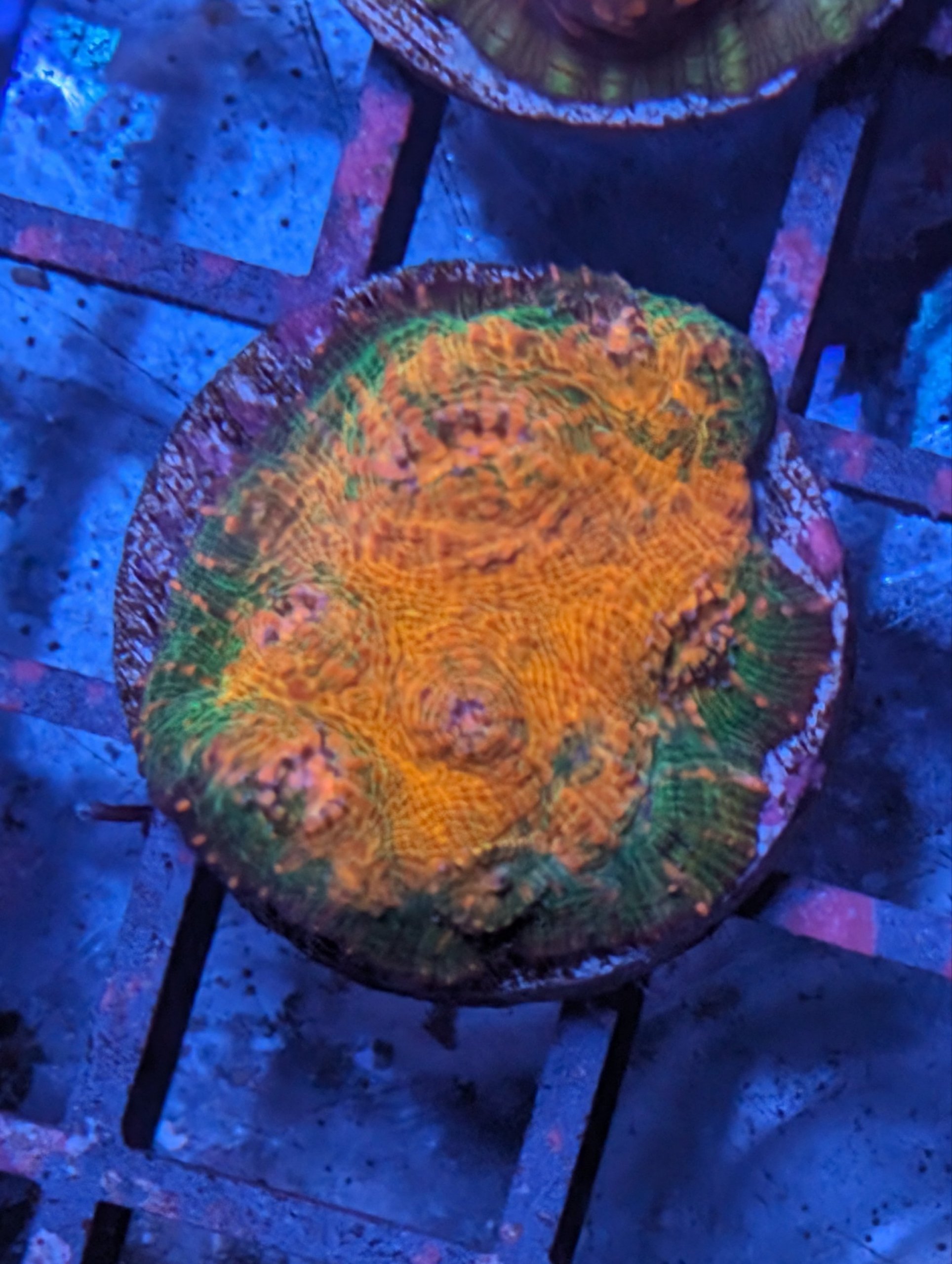 Cherry Gracia Chalice Frag Blackfish Marine