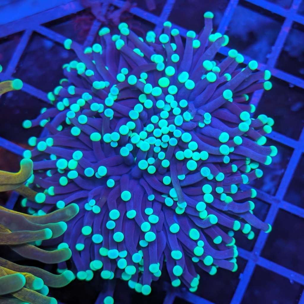 Unlocking the Mysteries of Ricordea Corals: A Beginner’s Guide