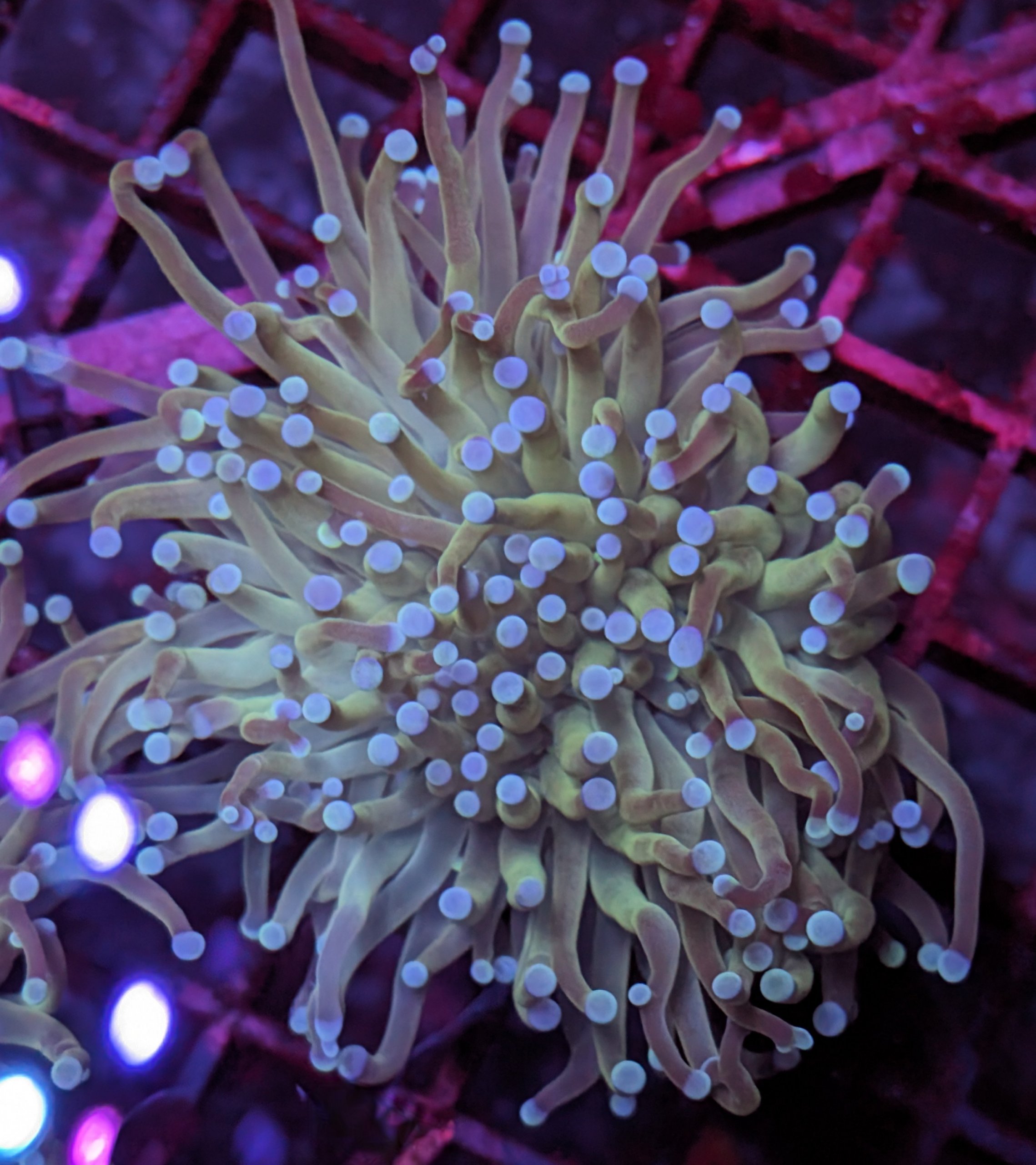 Blue Tip Torch Coral Blackfish Marine