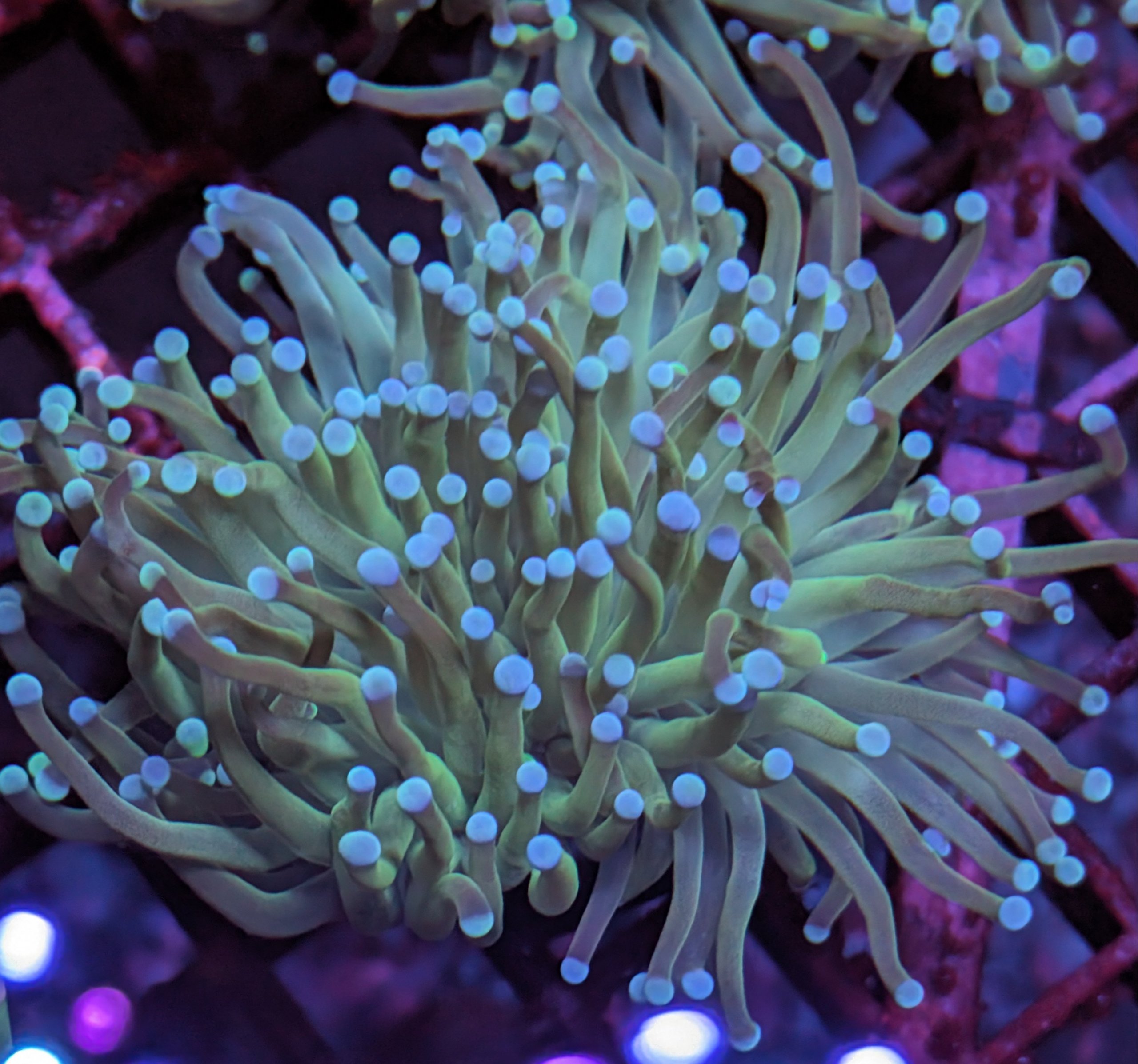 Blue Tip Torch Coral Blackfish Marine