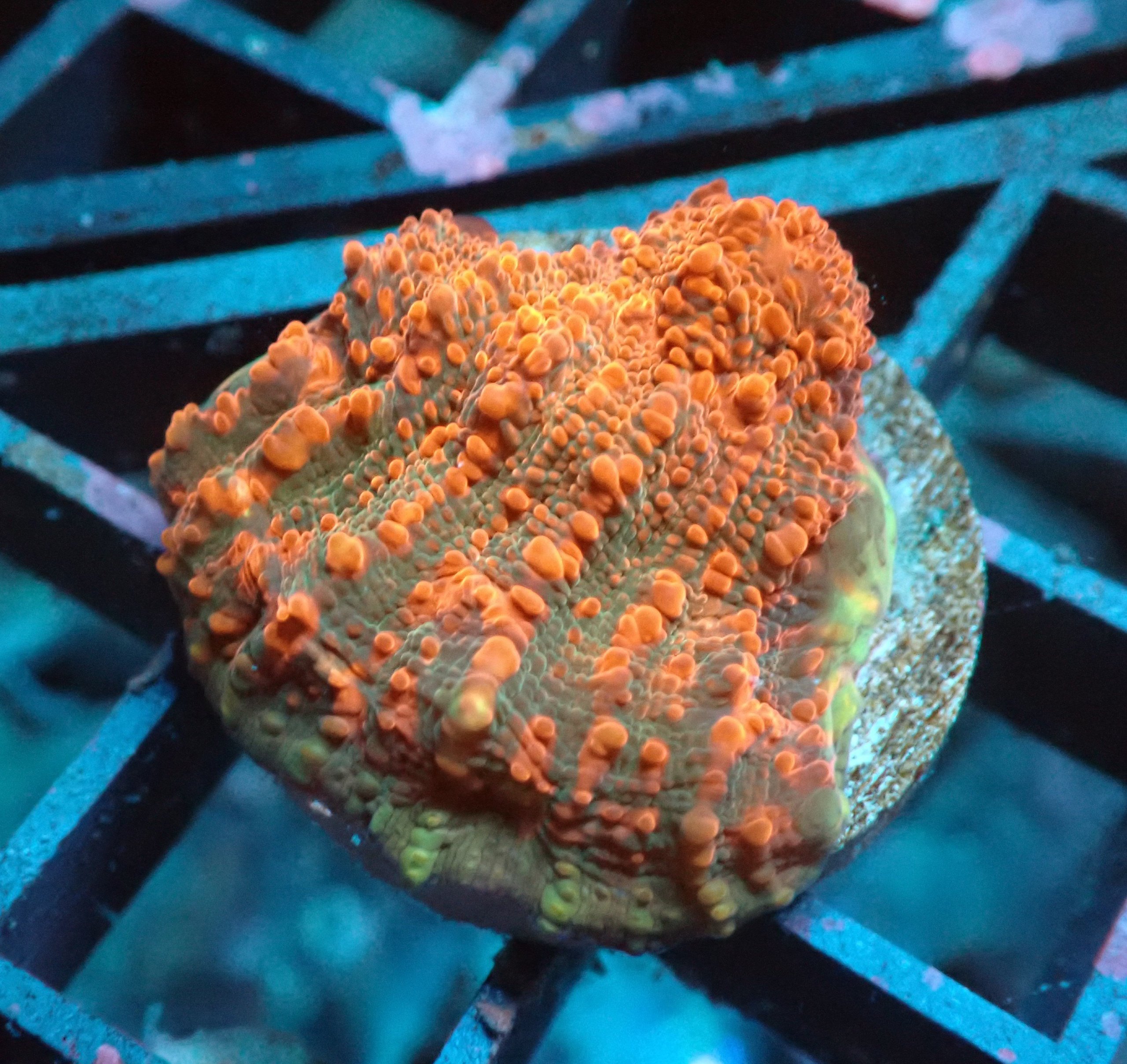 Cherry Gracia Chalice Frag Blackfish Marine