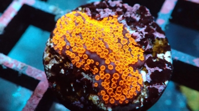 Coral Spotlight: The Unique Benefits of Keeping Montipora Corals