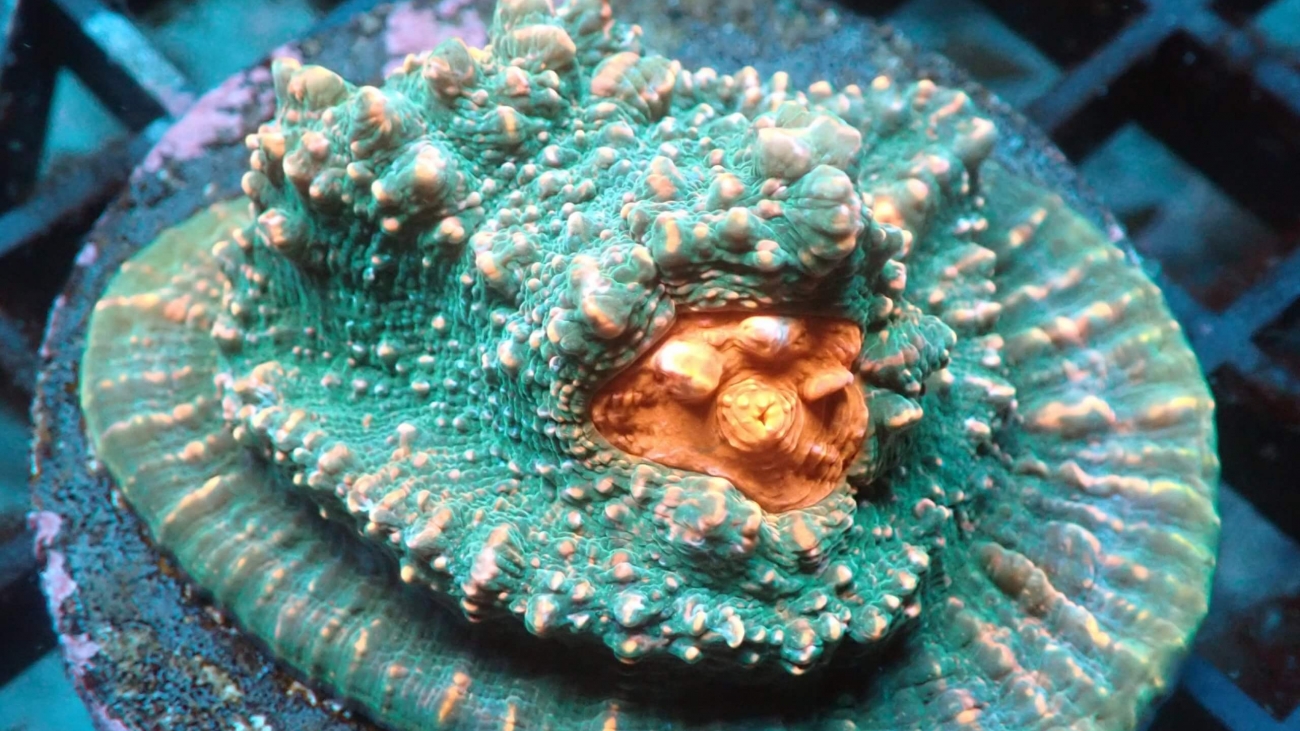 Exploring the Vibrant World of Chalice Corals: Care Tips and Species Spotlight