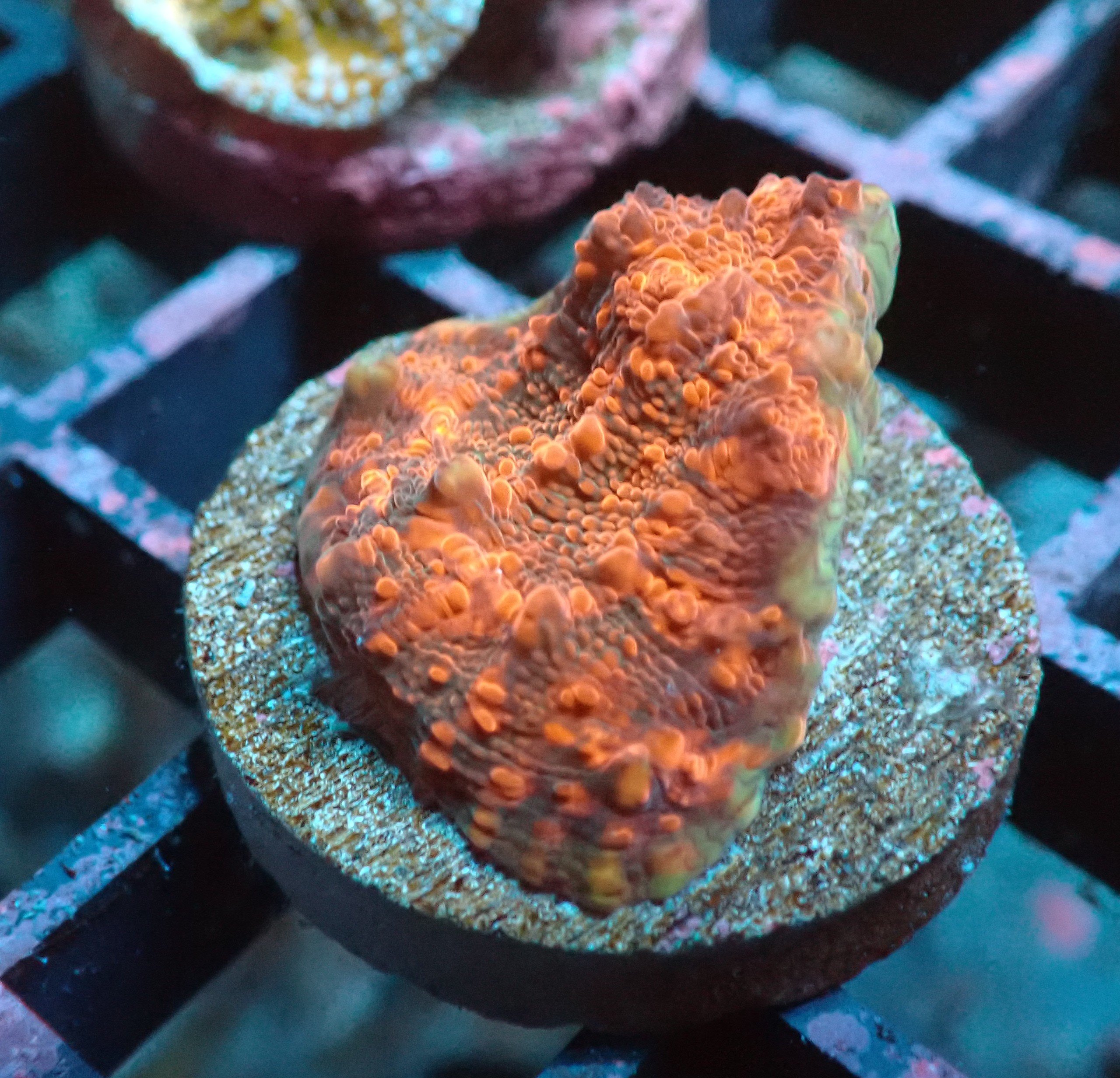 Cherry Gracia Chalice Frag Blackfish Marine