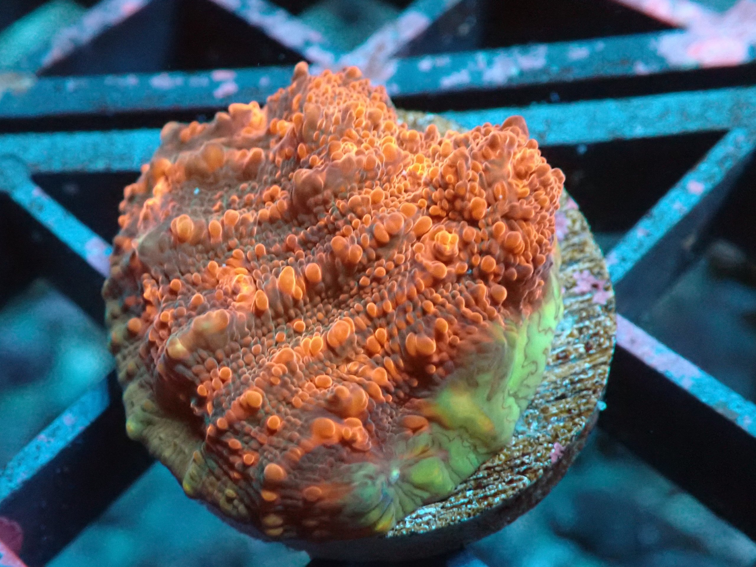 Cherry Gracia Chalice Frag Blackfish Marine