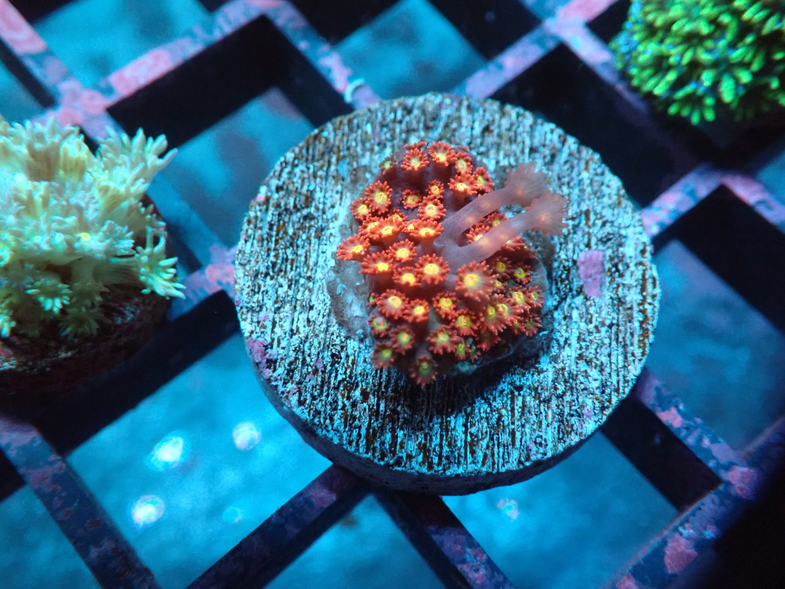 Strawberry Fields Bernardpora Coral main image 1