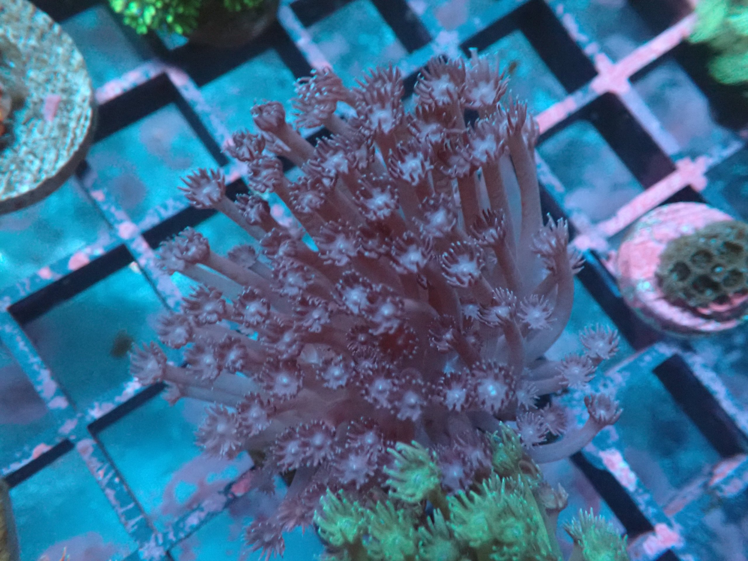 Goniopora Frag 9B - WYSIWYG main image 0