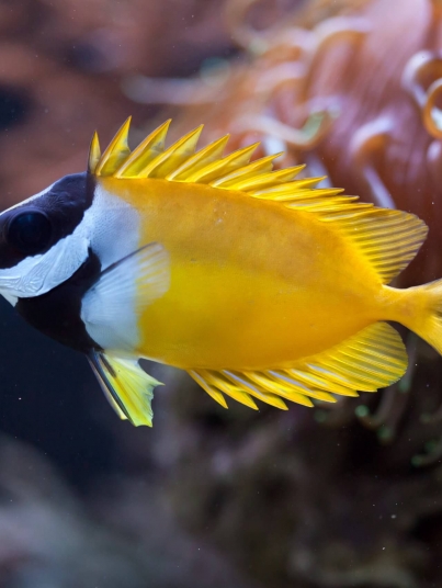 Foxface rabbitfish (Siganus vulpinus). Marine fish.