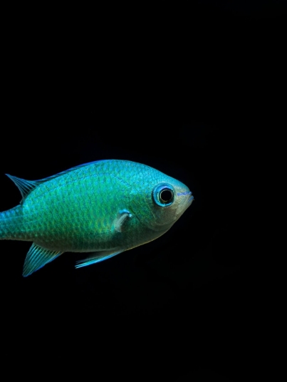Blue-green chromis (Chromis viridis) on black isolated background