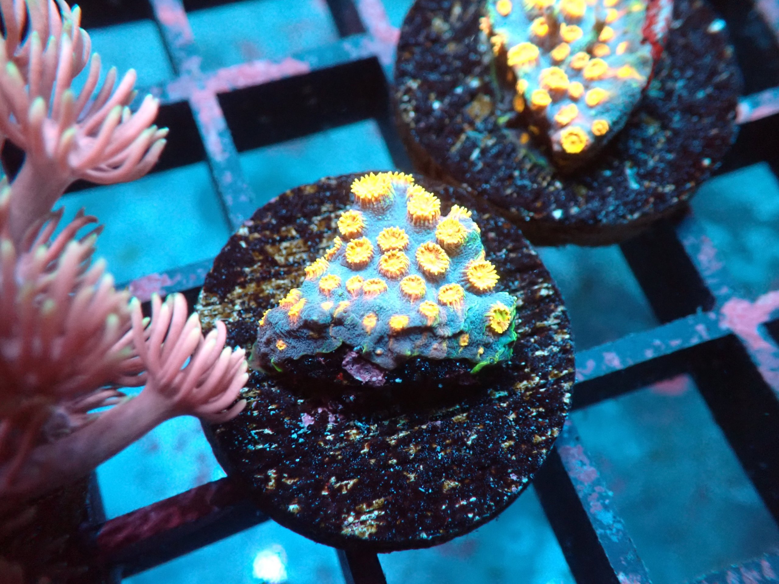 Cyphastrea Variety Frag Pack