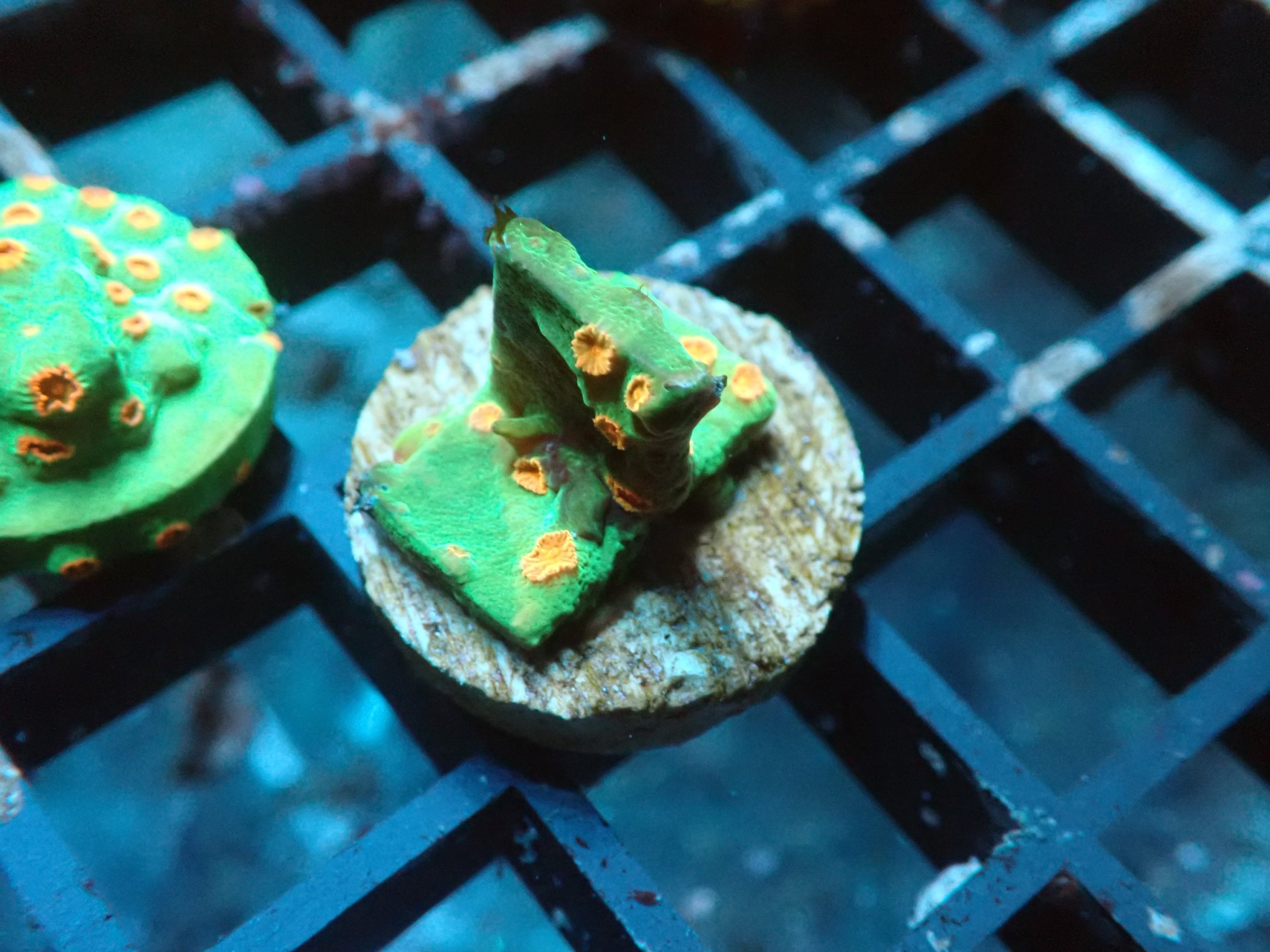 Space Invader Cyphastrea Coral Frag