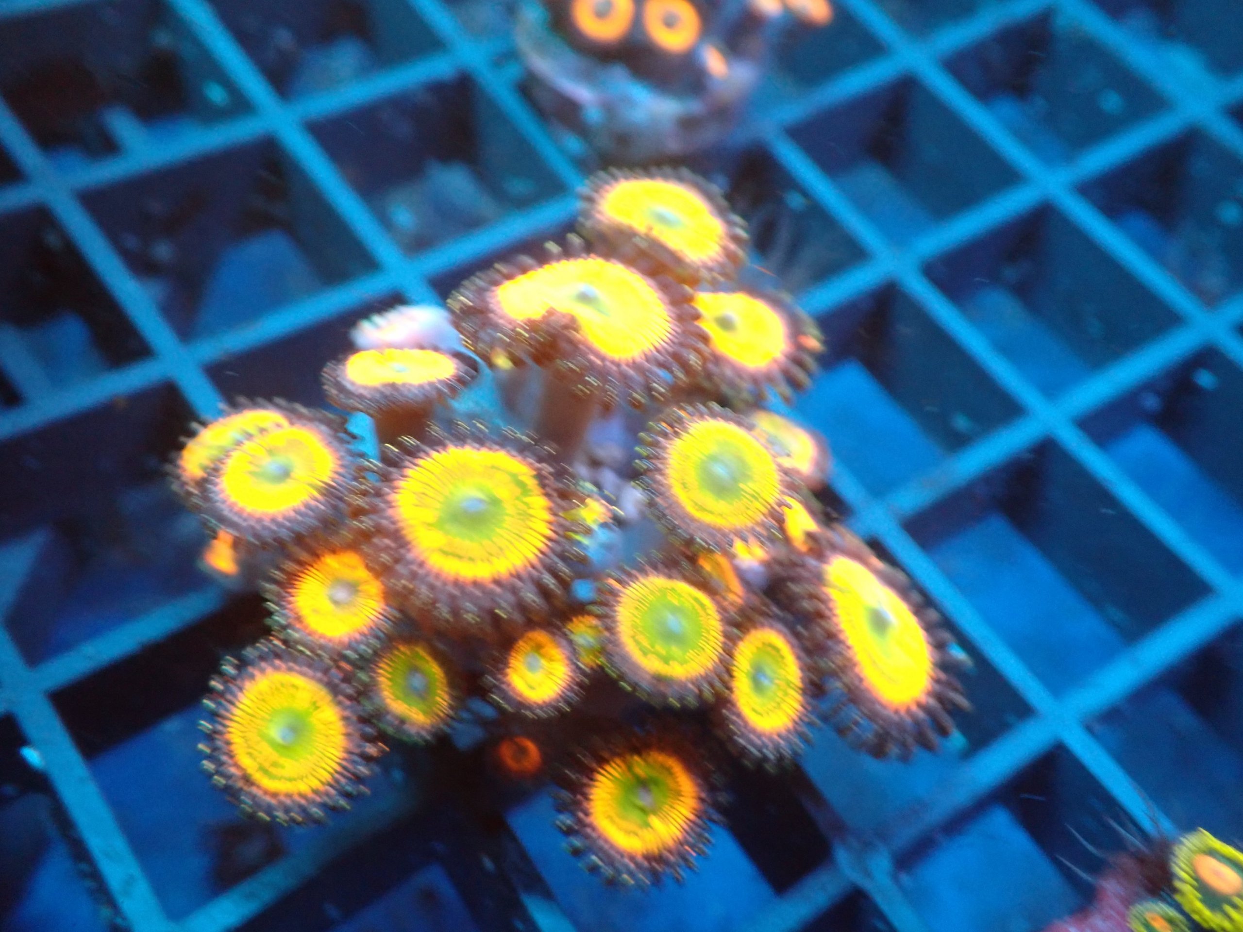 Sunny D Zoas