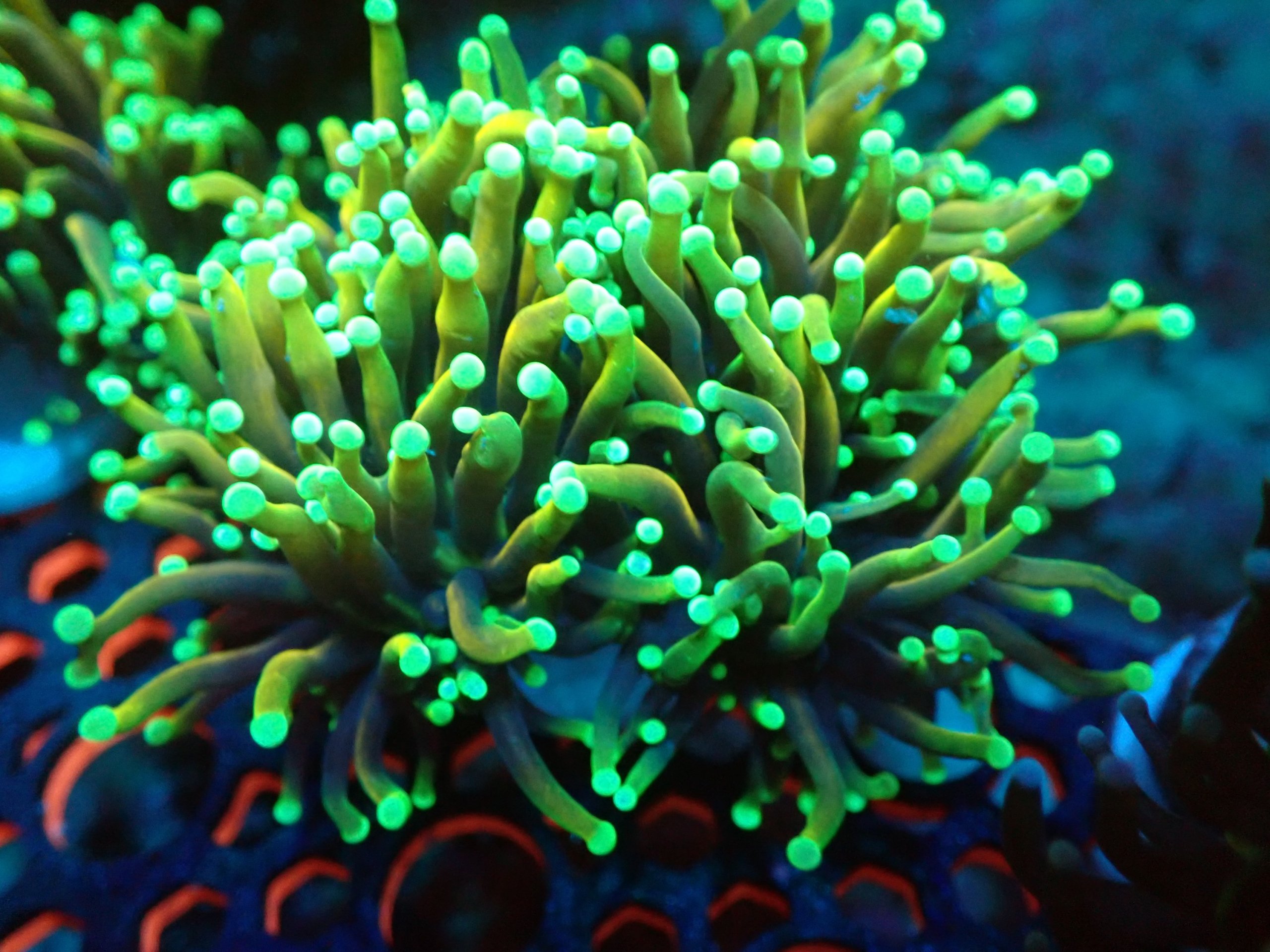 Gold Torch Coral