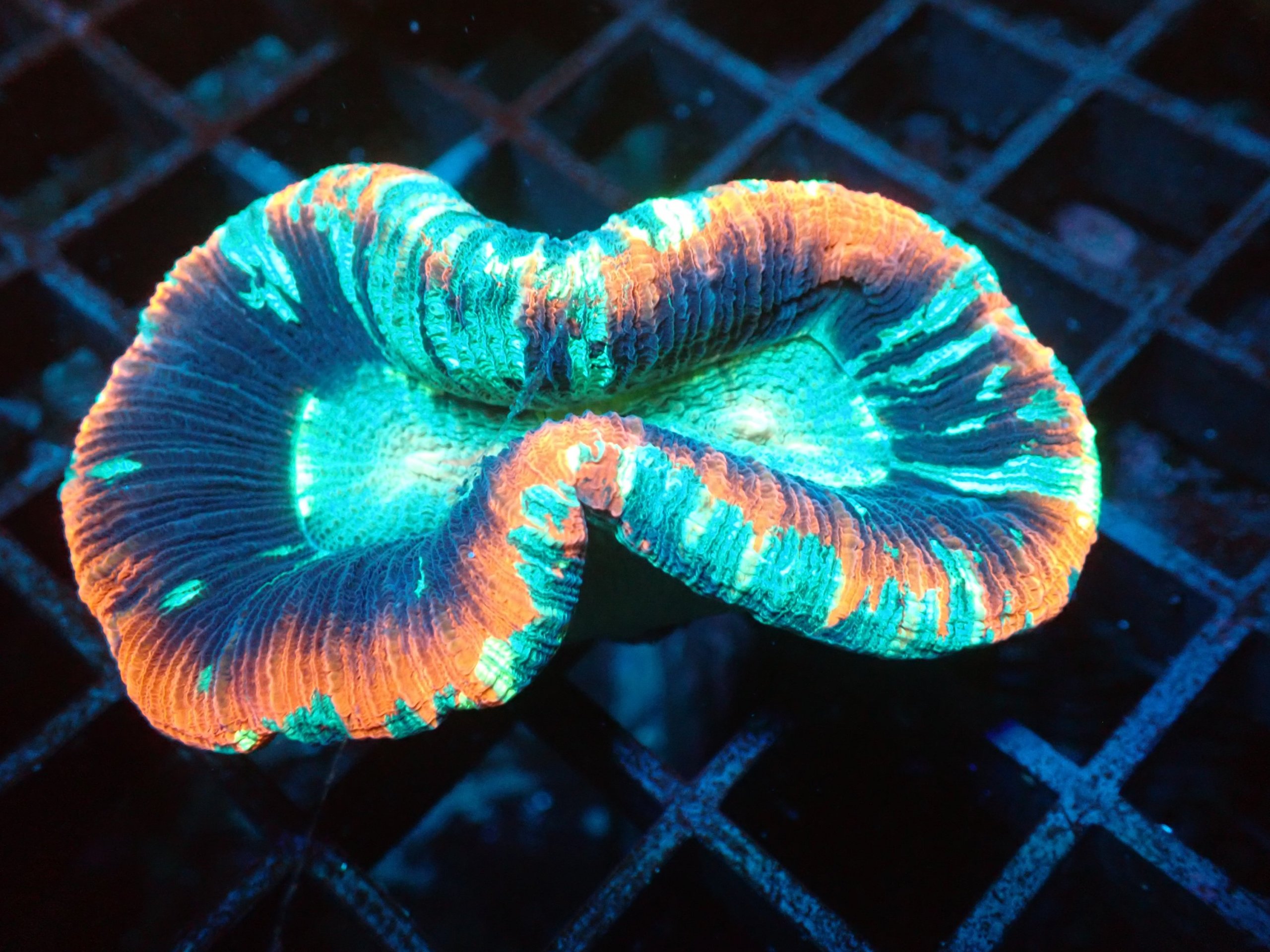 Ultra Rainbow Trachyphyllia