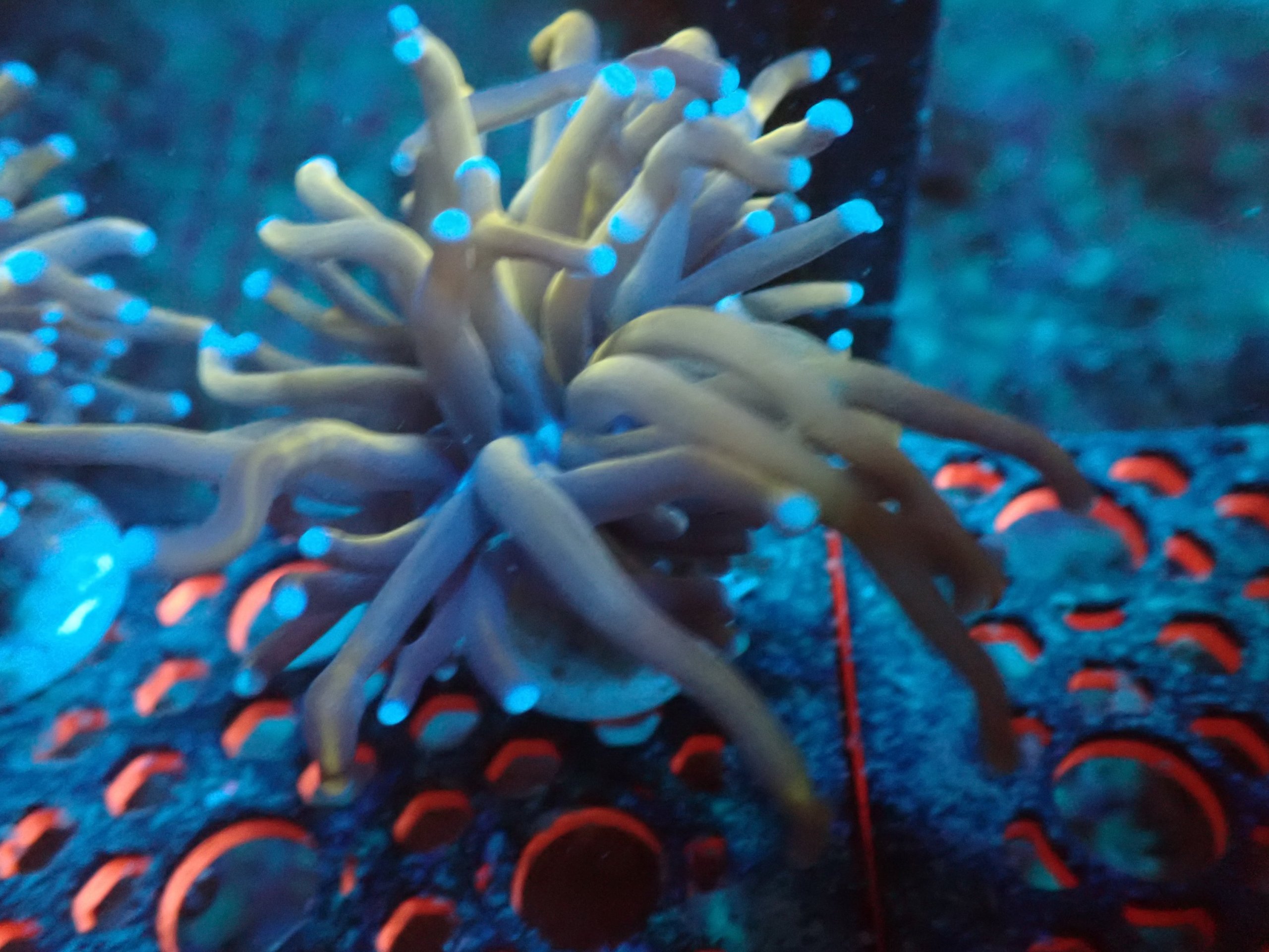 24K Torch Coral (Small)