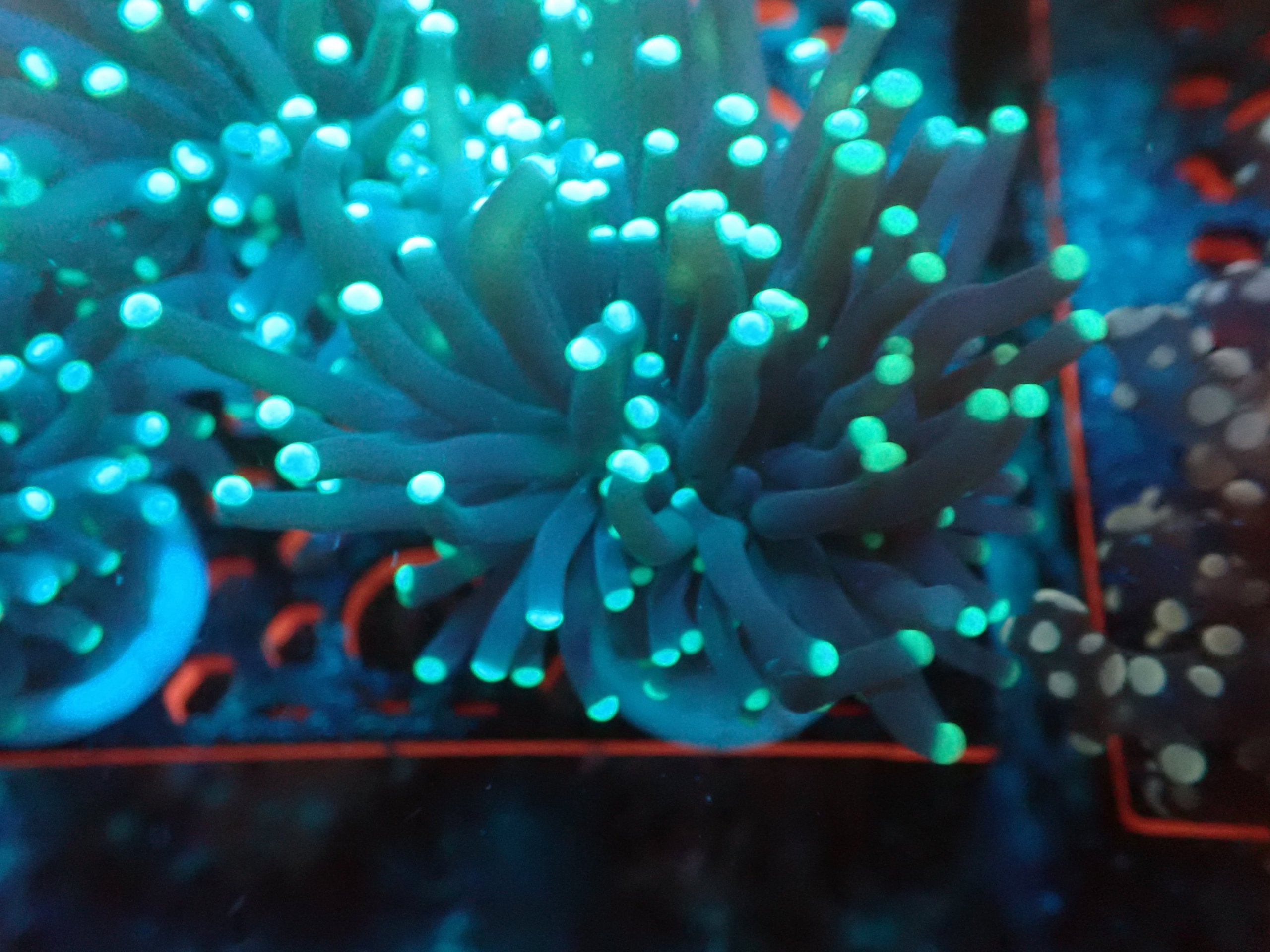 Midnight Shadow Blue Torch Coral