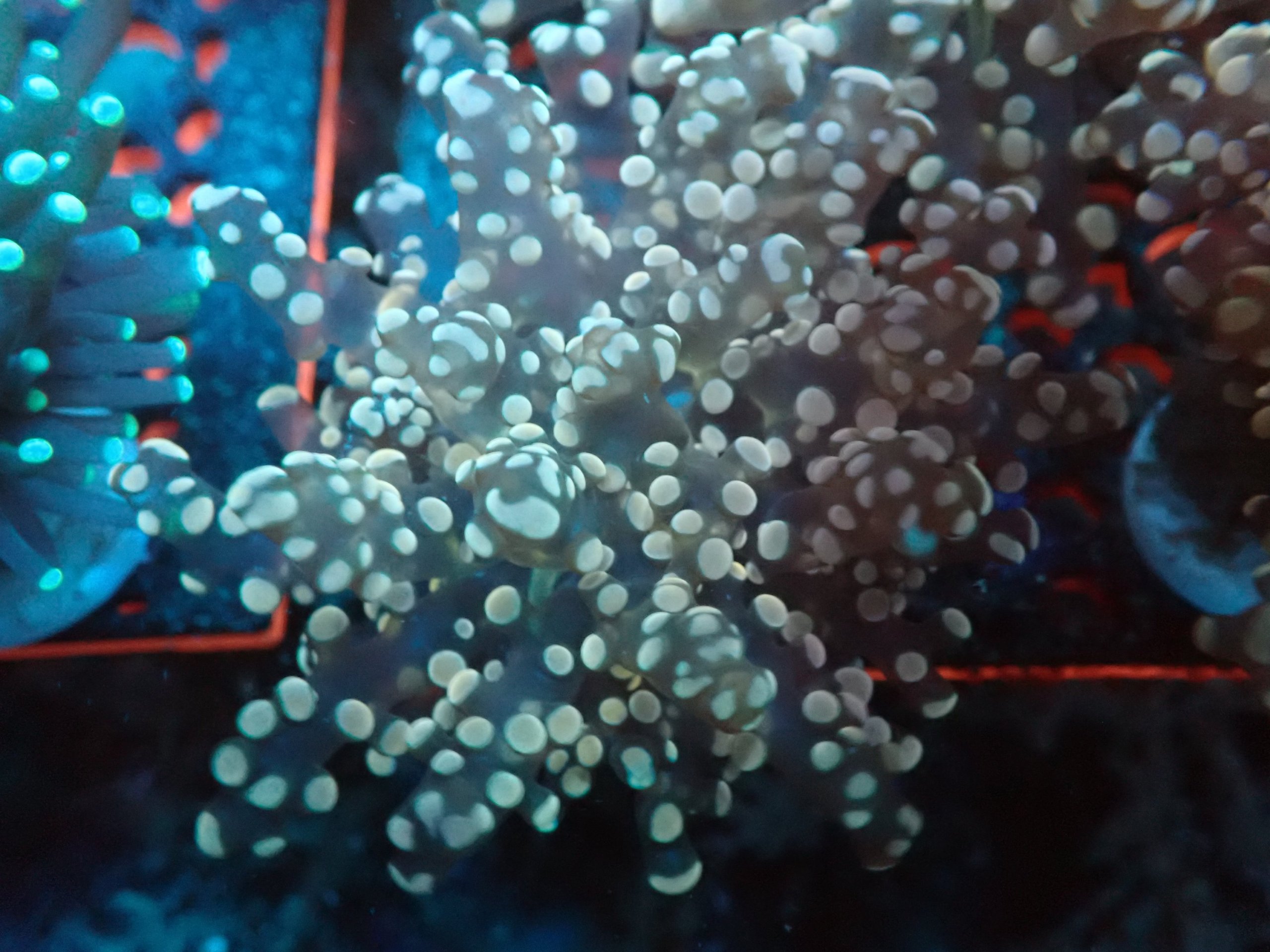 Purple/pink Tip Frogspawn Coral