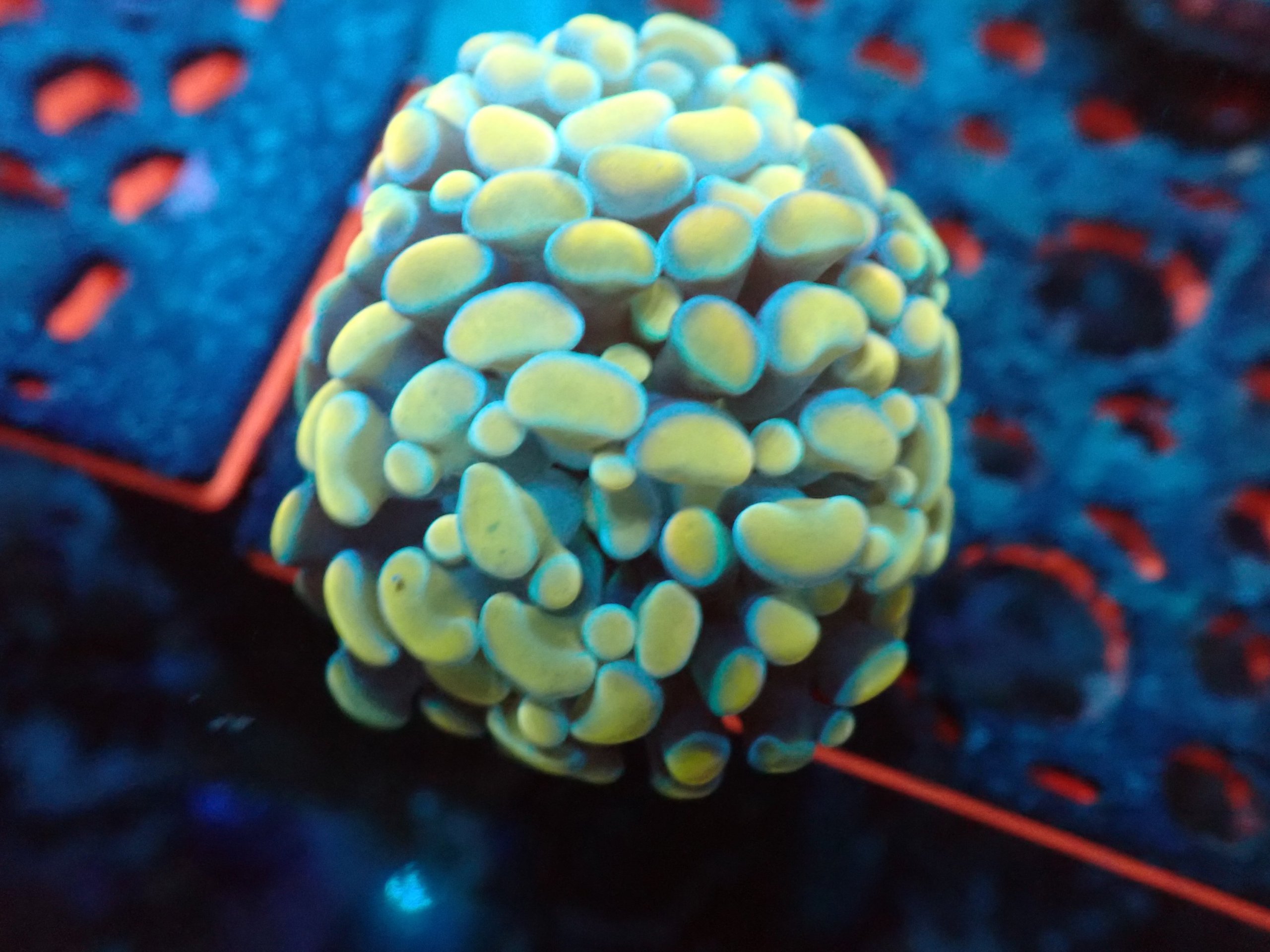 Gold With Blue Hue Hammer Coral