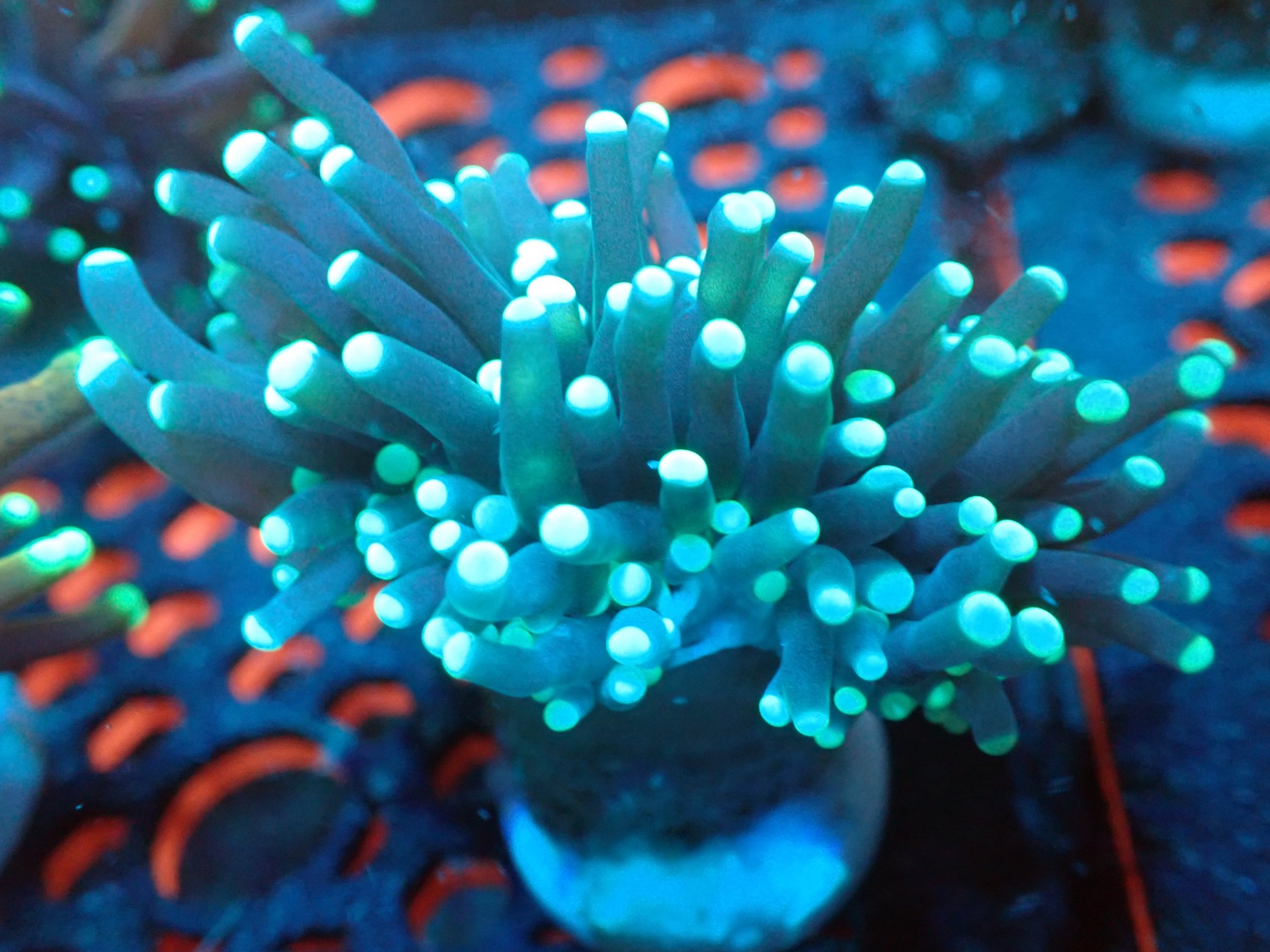 Midnight Shadow Blue Torch Coral